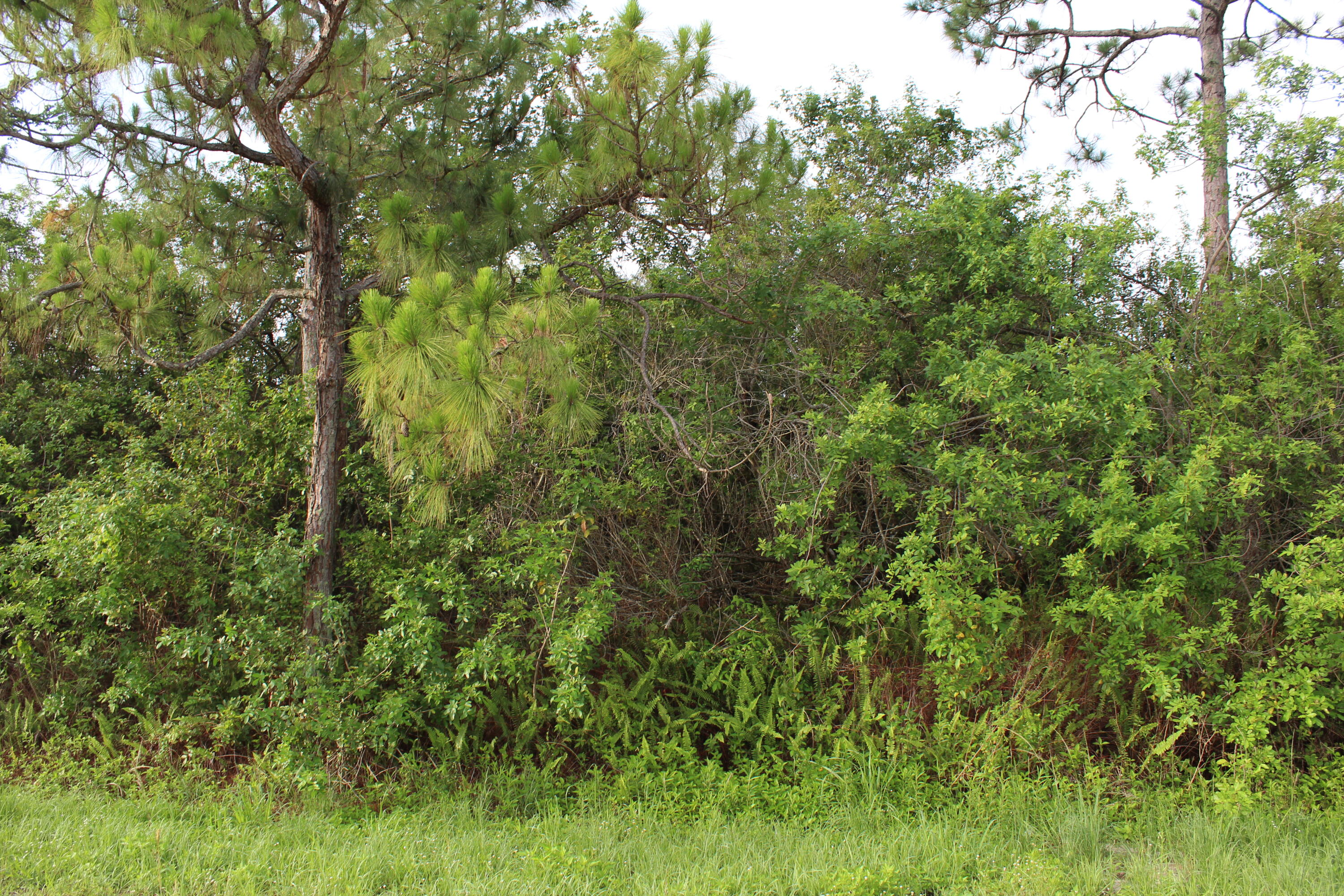 ''17992'' 94th Street N, Loxahatchee, FL 33470, Loxahatchee