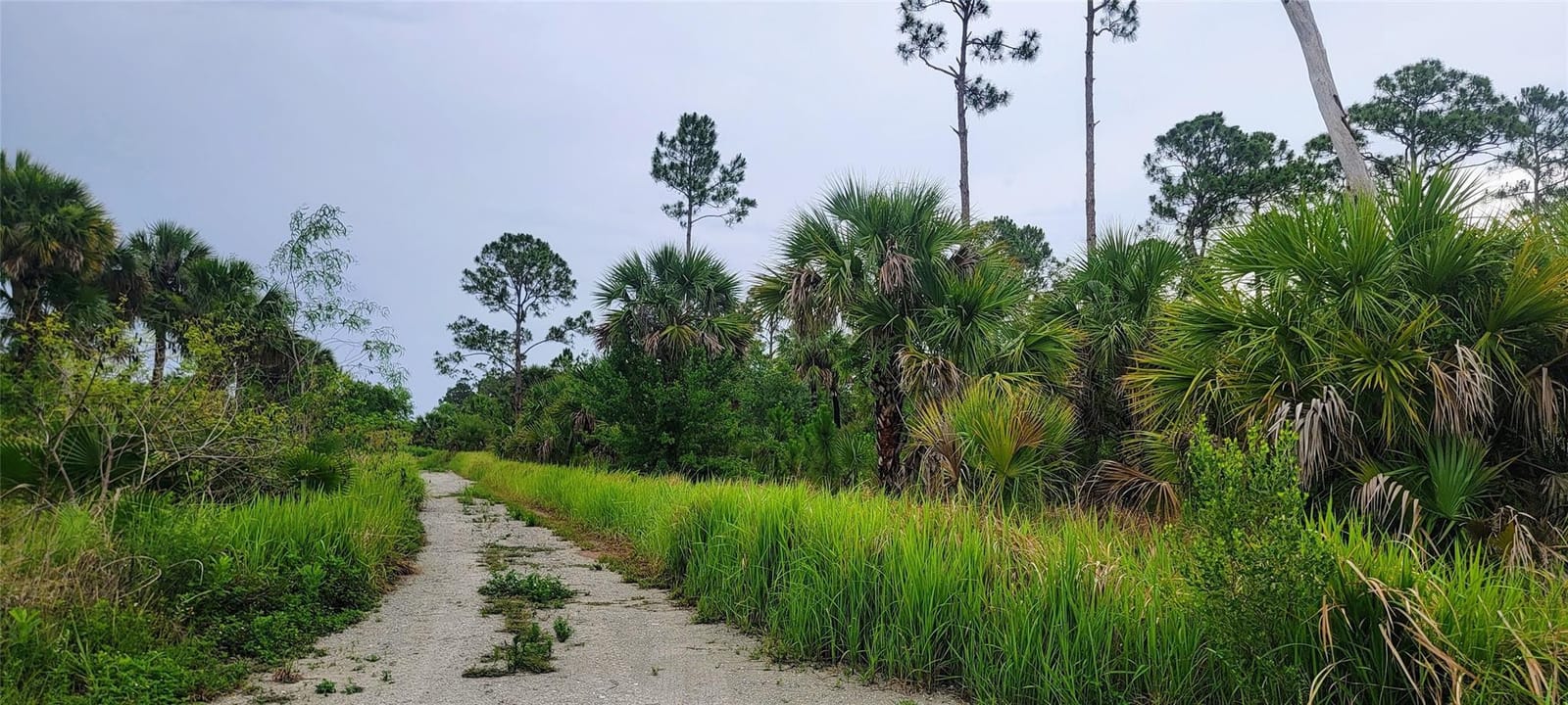 15355 93rd Street, Fellsmere, FL 32948 photo 3