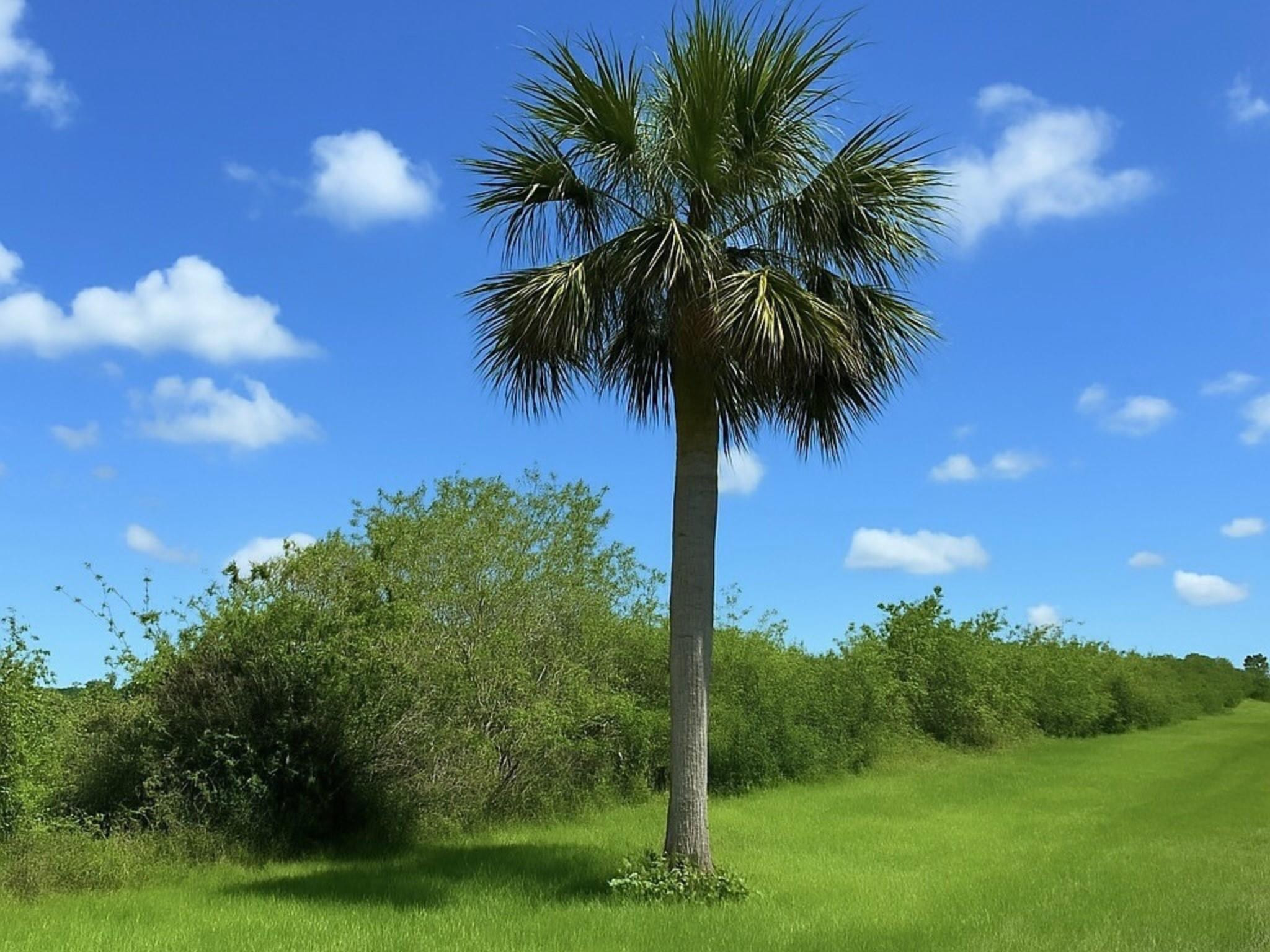 6617 SE 26th Trail, Okeechobee, FL 34974, Okeechobee