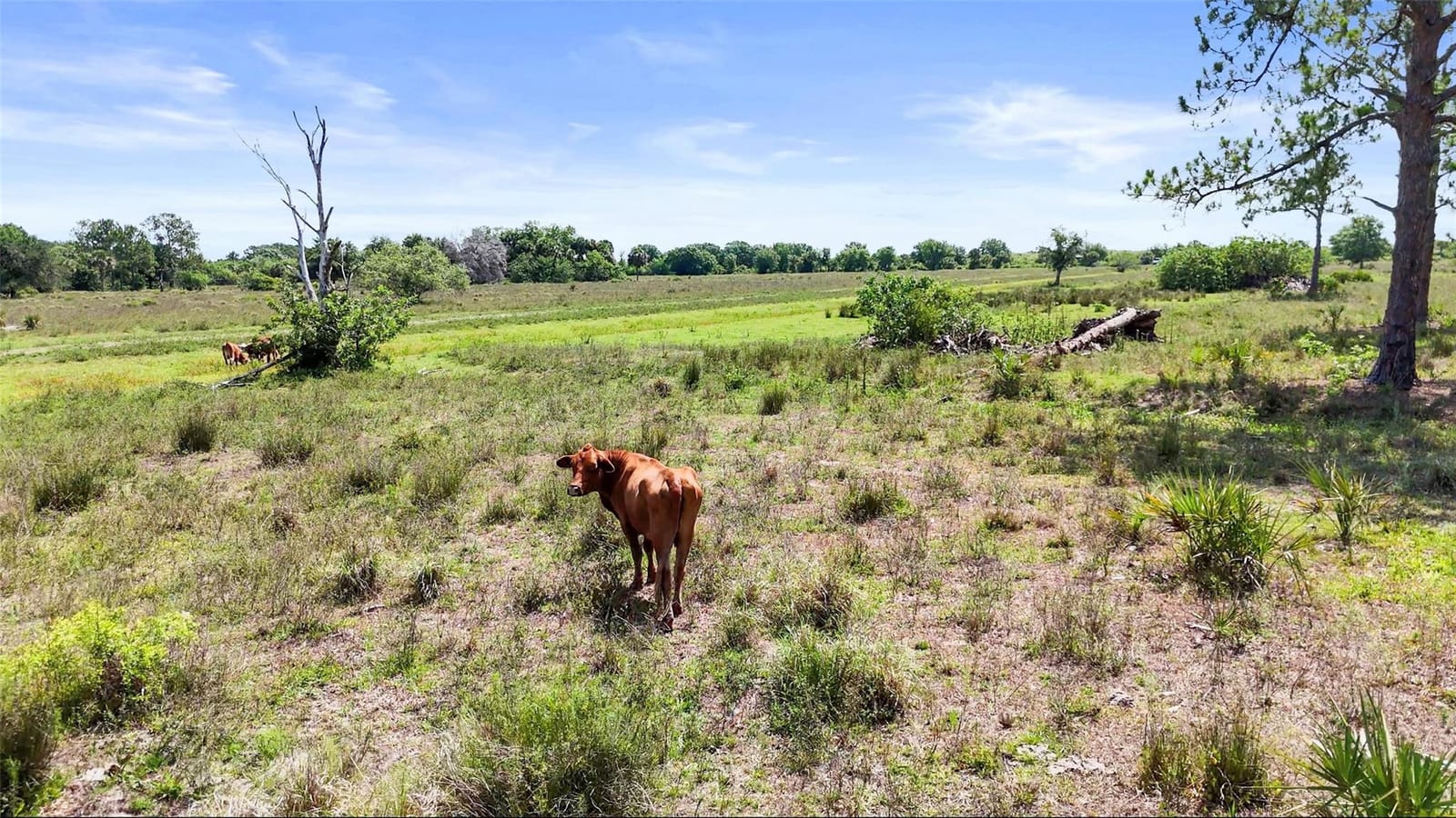 2777 Everhigh Acres Road, Clewiston, FL 33440 photo 15