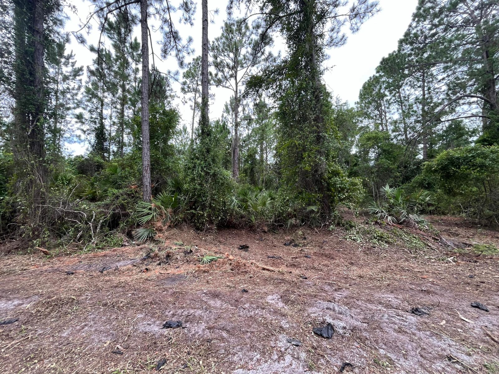 147 Roebuck Street, Georgetown, FL 32139