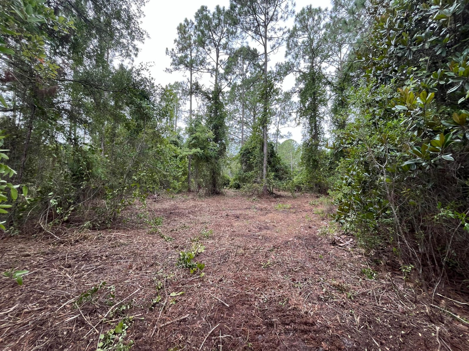 147 Roebuck Street, Georgetown, FL 32139 photo 4