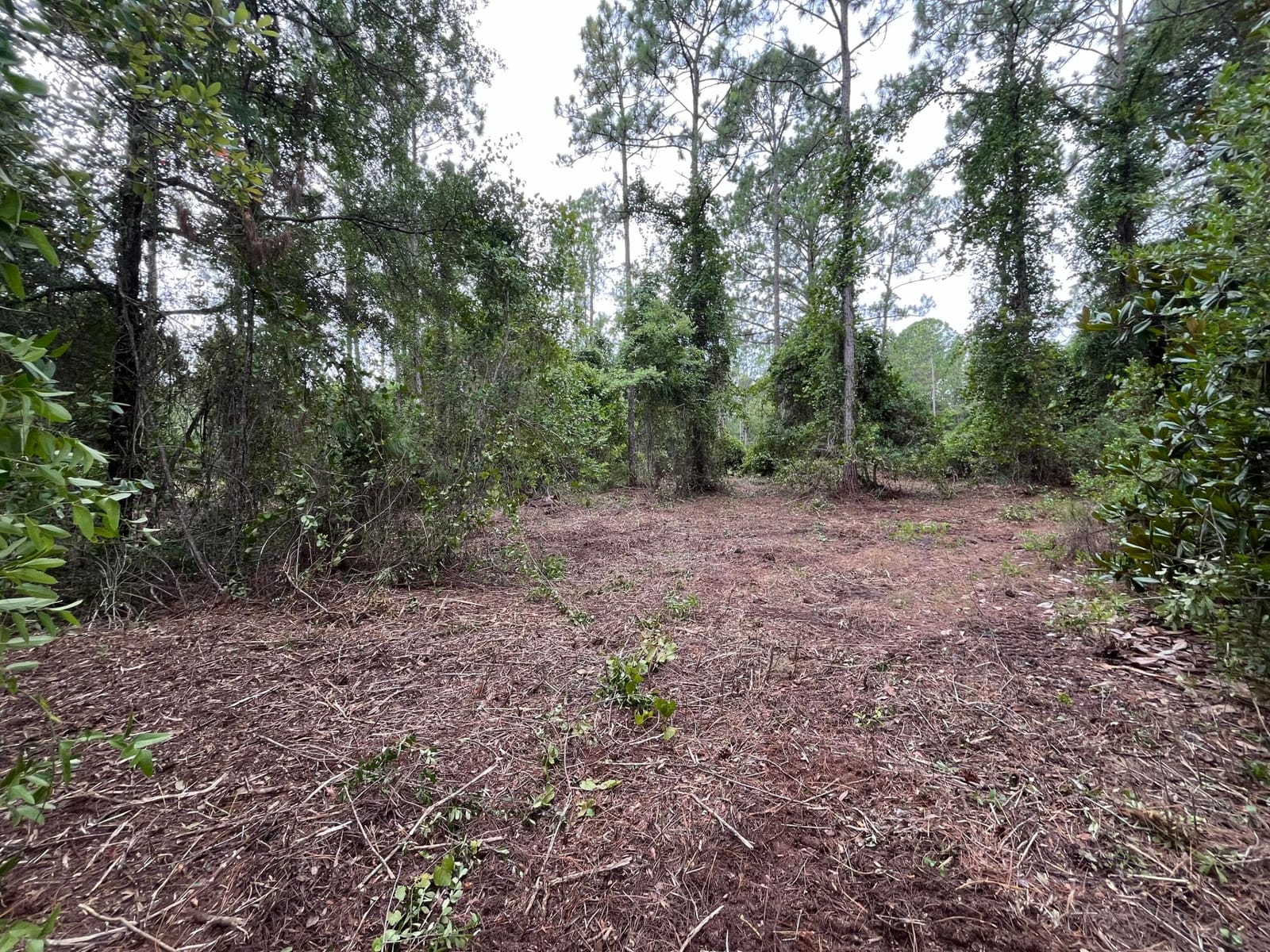 147 Roebuck Street, Georgetown, FL 32139 photo 5