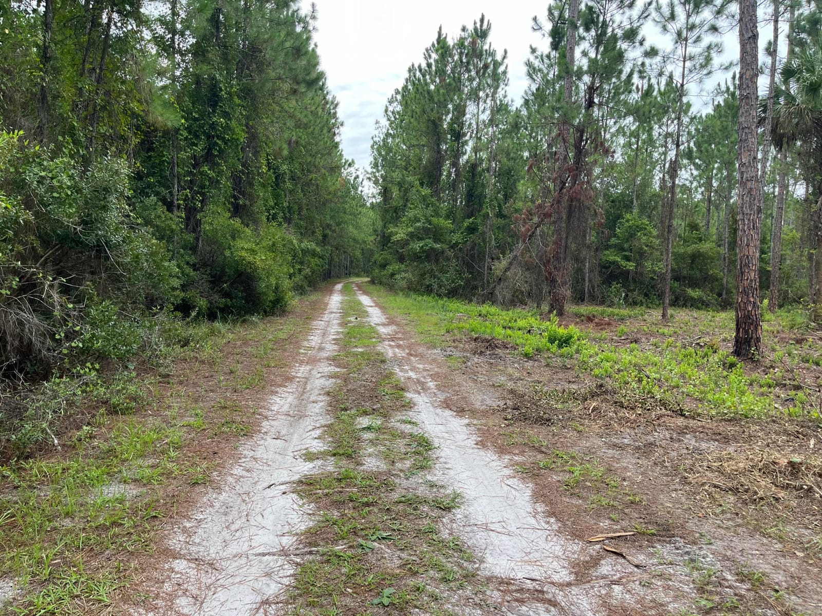 147 Roebuck Street, Georgetown, FL 32139 photo 10