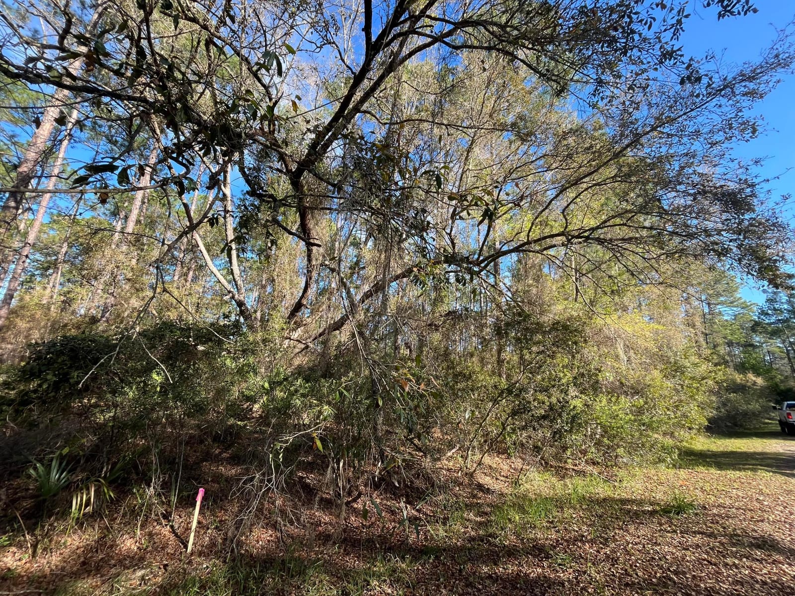 104 SE 5th Street, Georgetown, FL 32139 photo 3