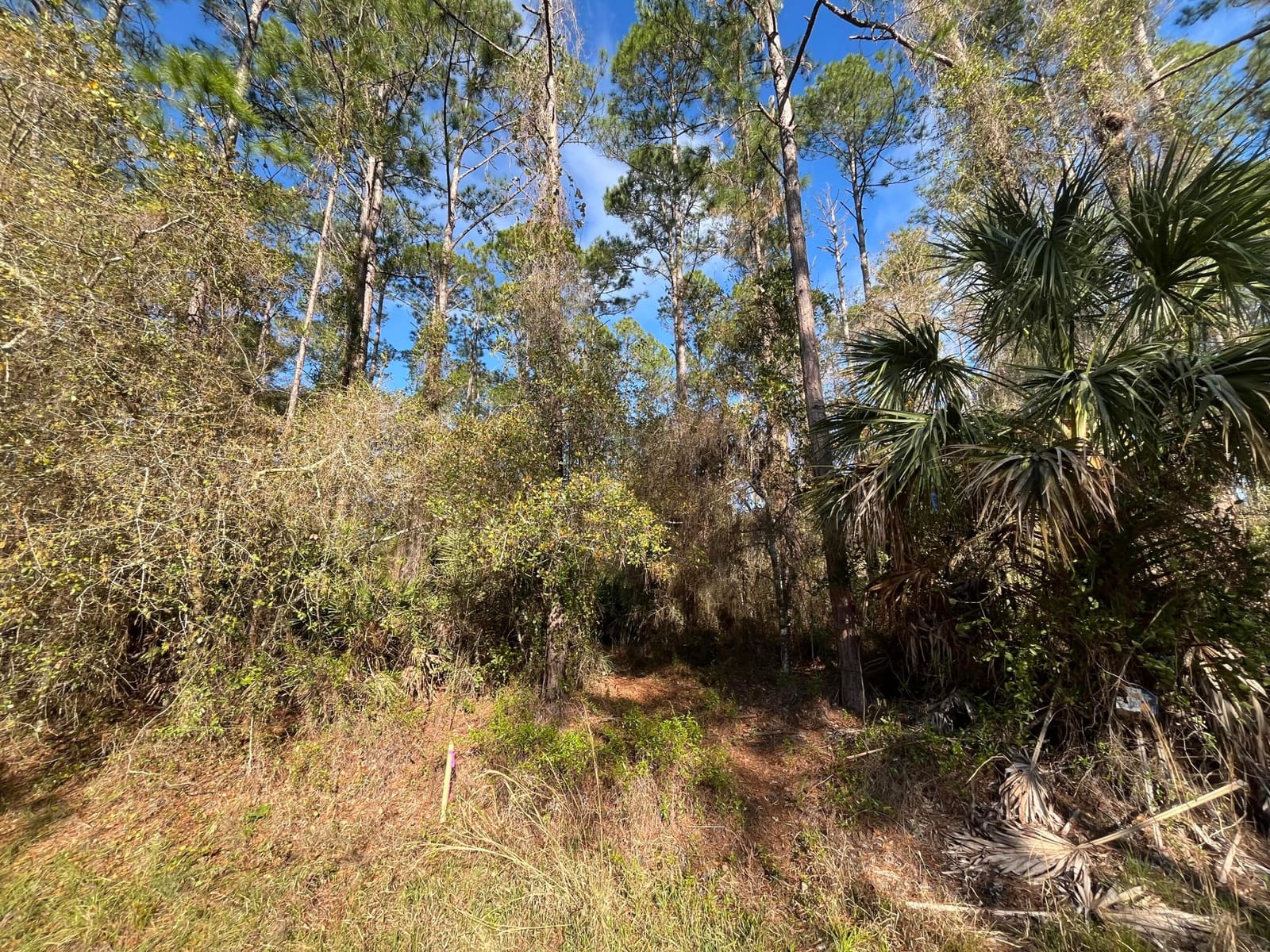 104 SE 5th Street, Georgetown, FL 32139 photo 4