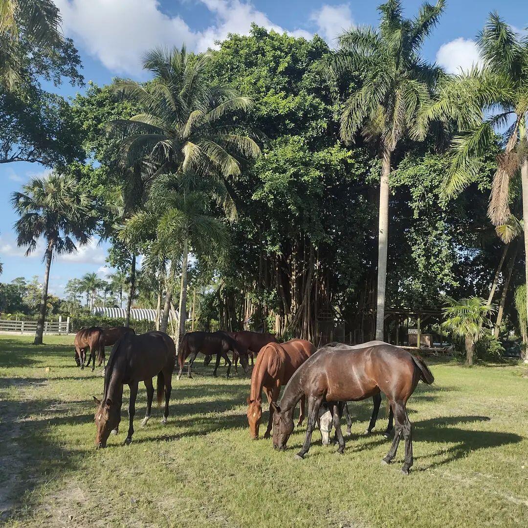 1100 D Road, Loxahatchee Groves, FL 33470, Loxahatchee Groves
