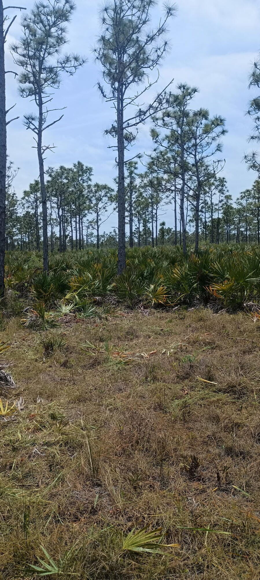000 None, Grant Valkaria, FL 32950 photo 6