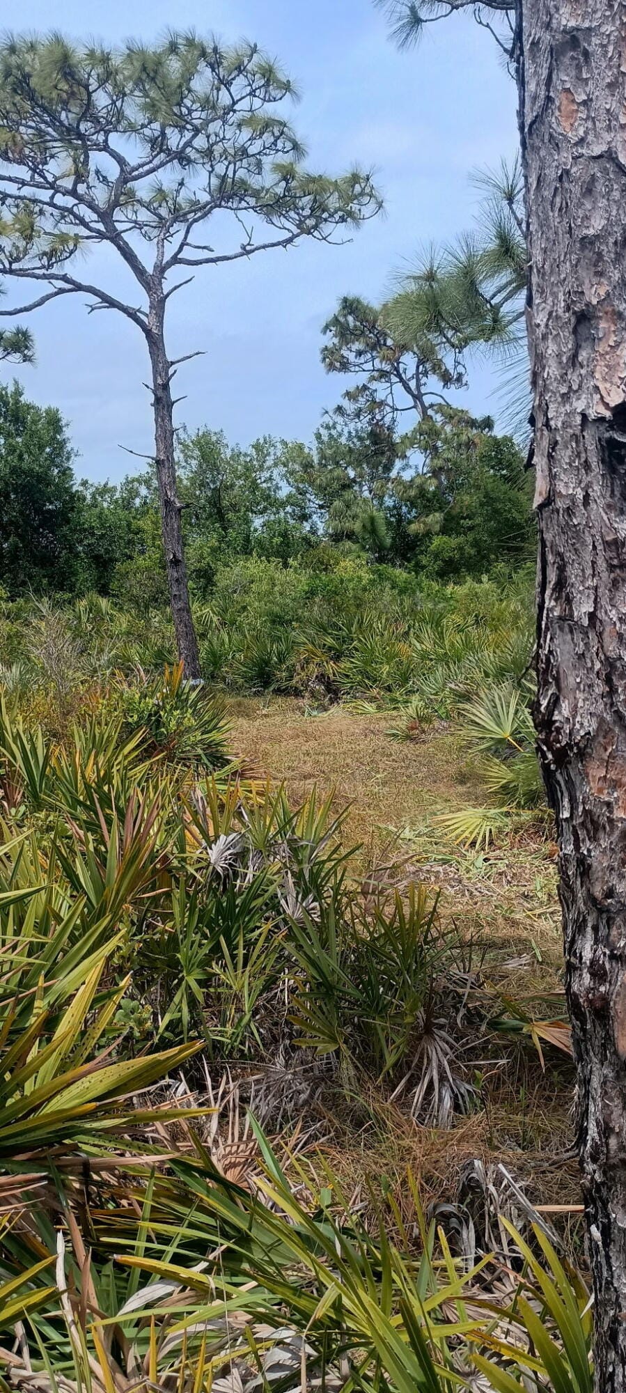 000 None, Grant Valkaria, FL 32950 photo 7
