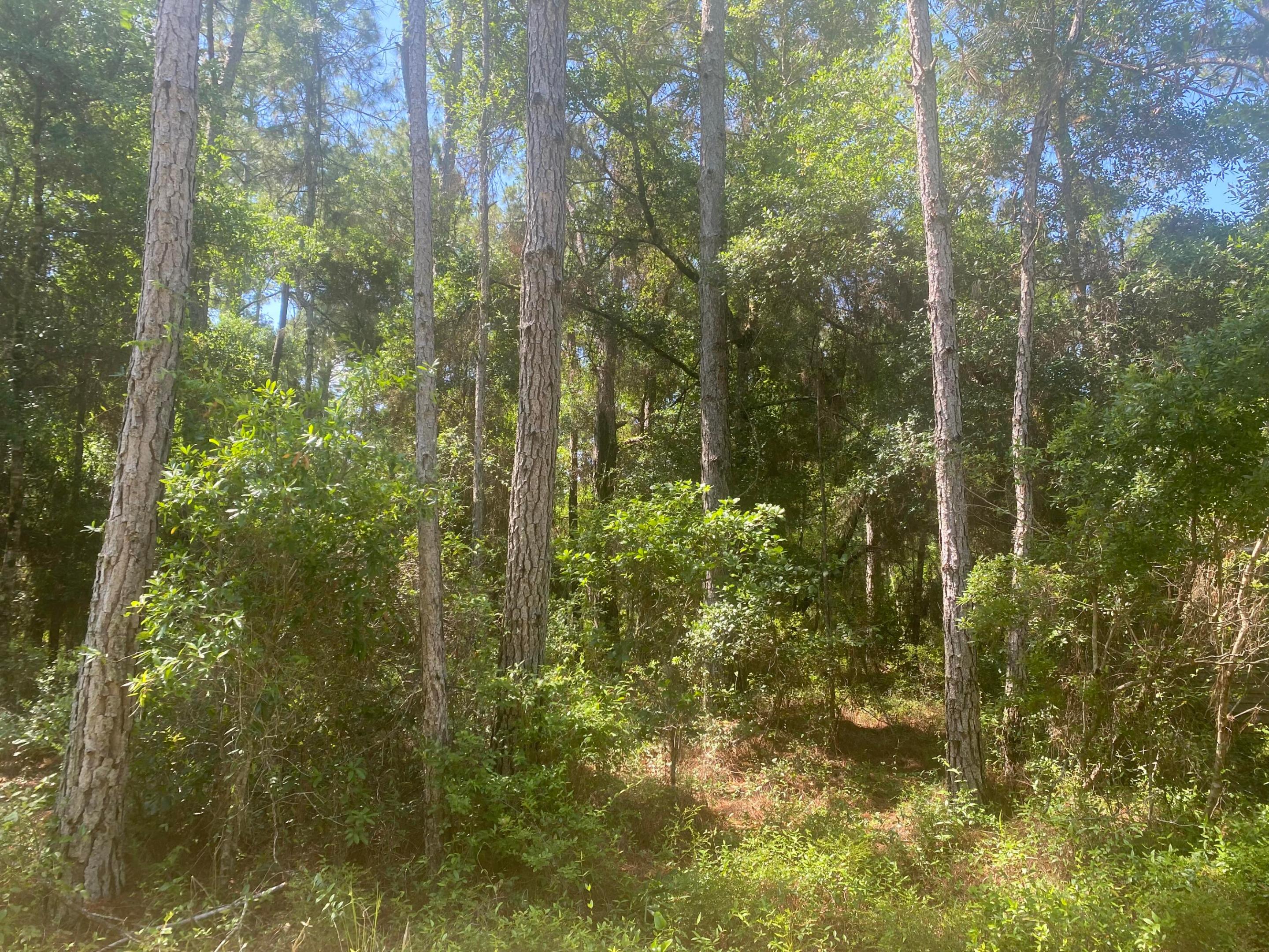 Tbd NE 155 Lane, Fort McCoy, FL 32134, Fort McCoy