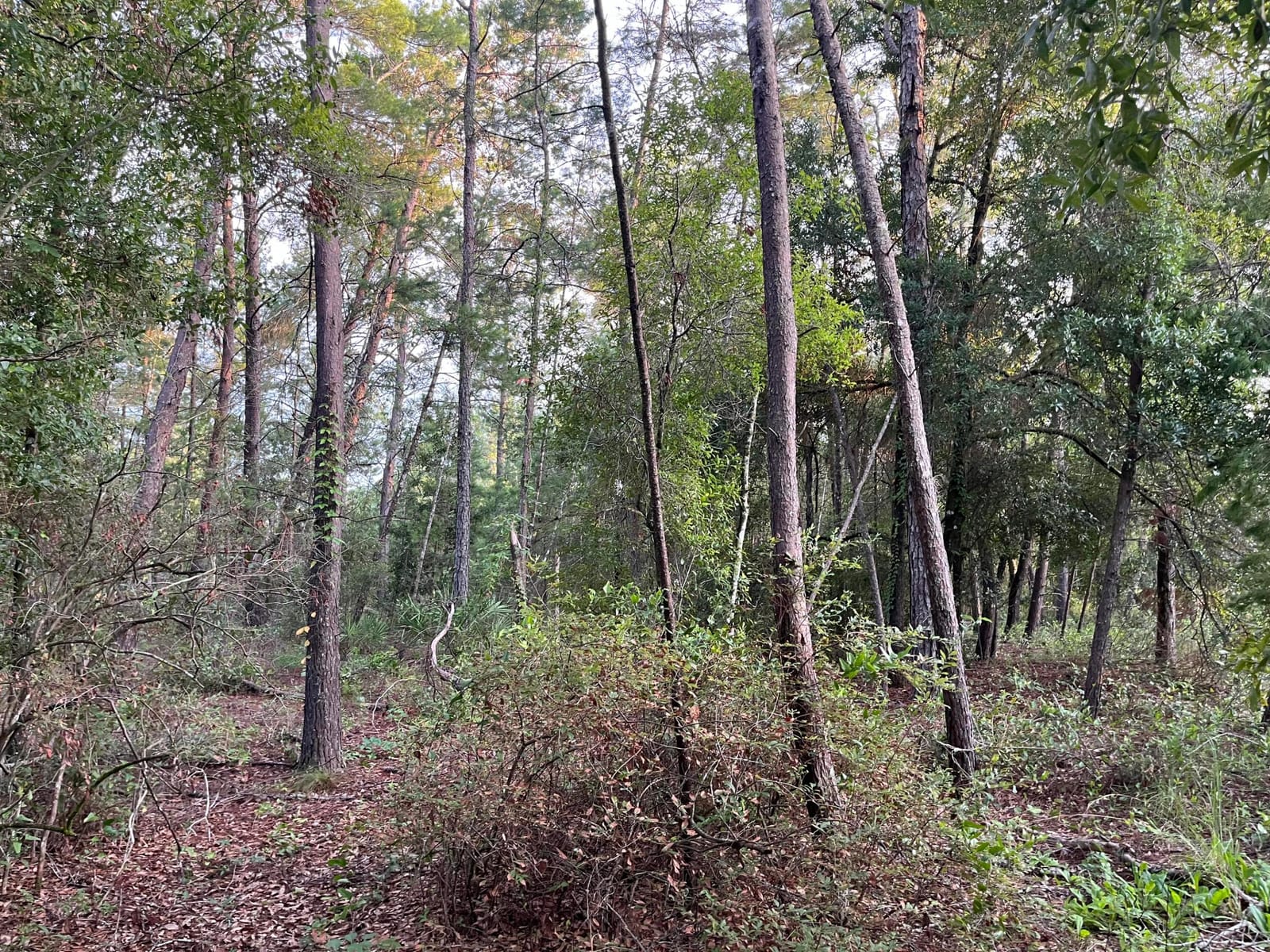Tbd Twin Lakes Road — photo 8