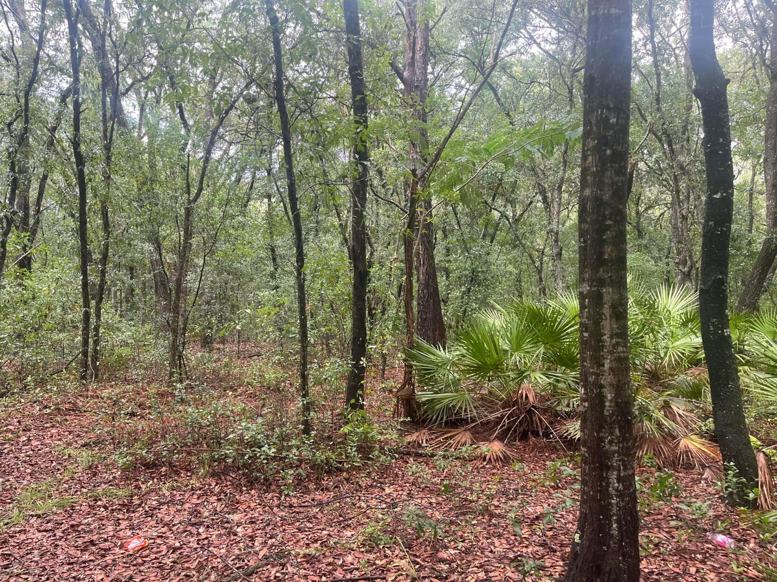 Tbd Delaware Avenue, Interlachen, FL 32148