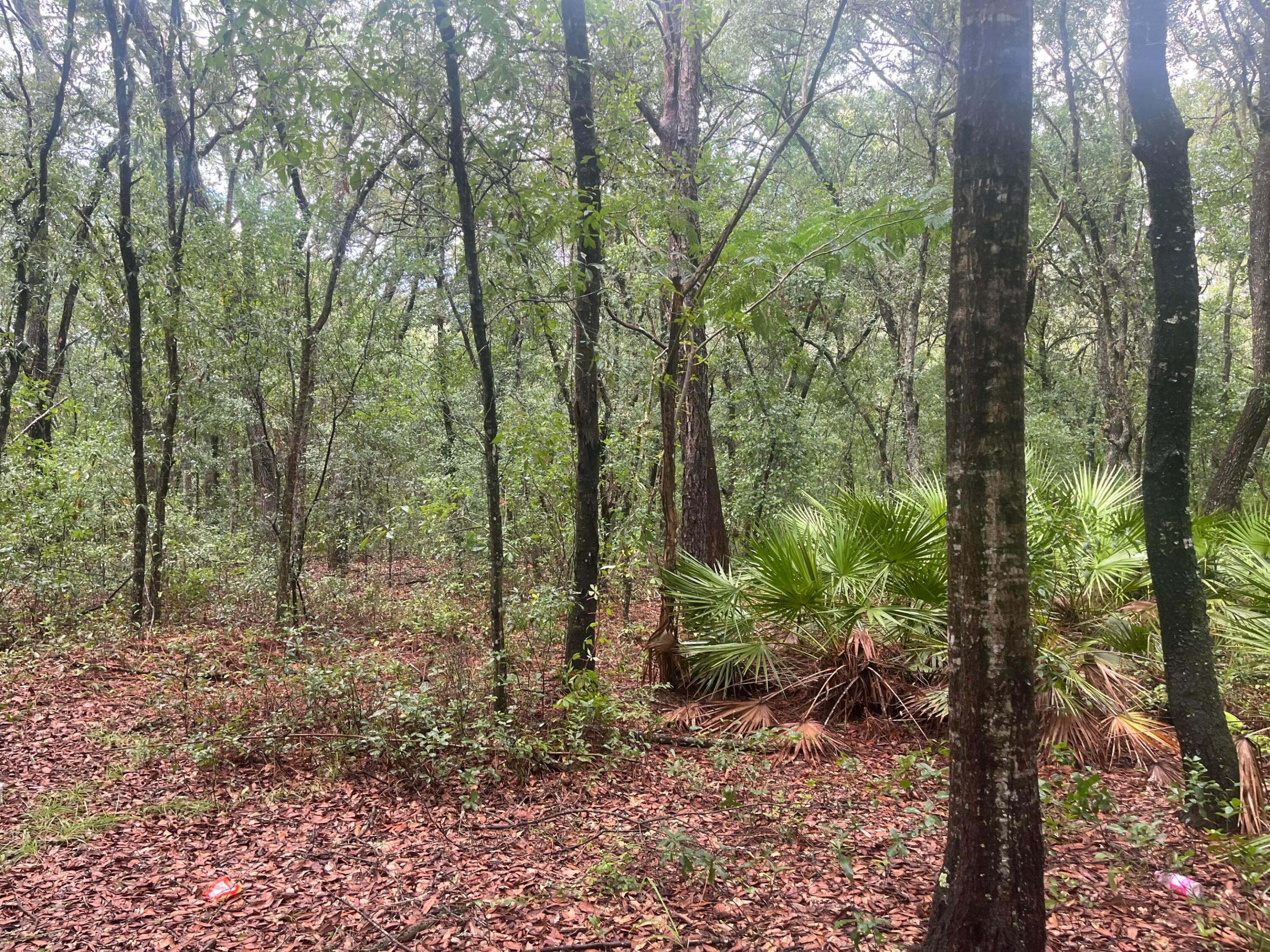 Tbd Delaware Avenue, Interlachen, FL 32148, Interlachen