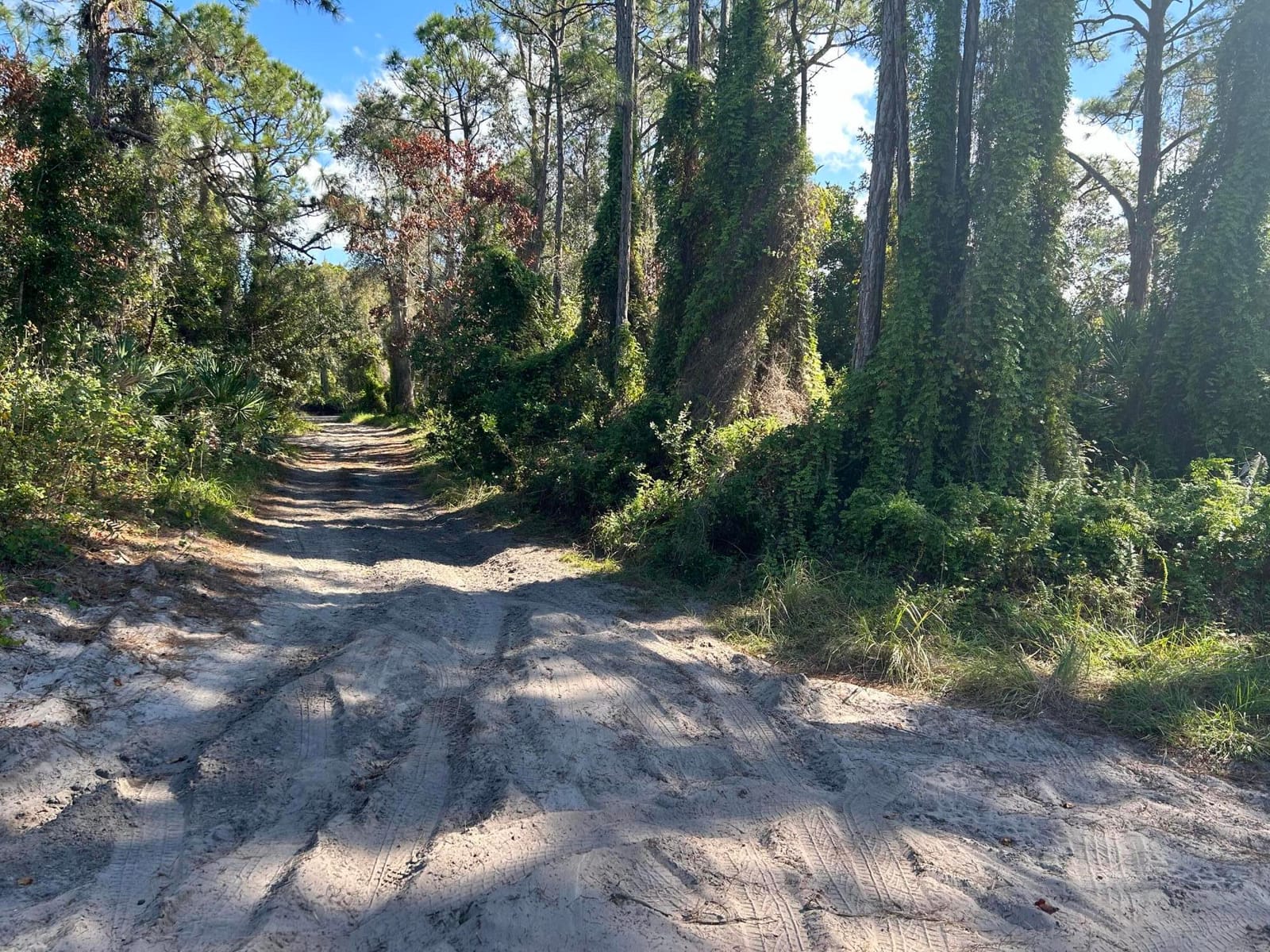 0 Slash Pine Trail — photo 2