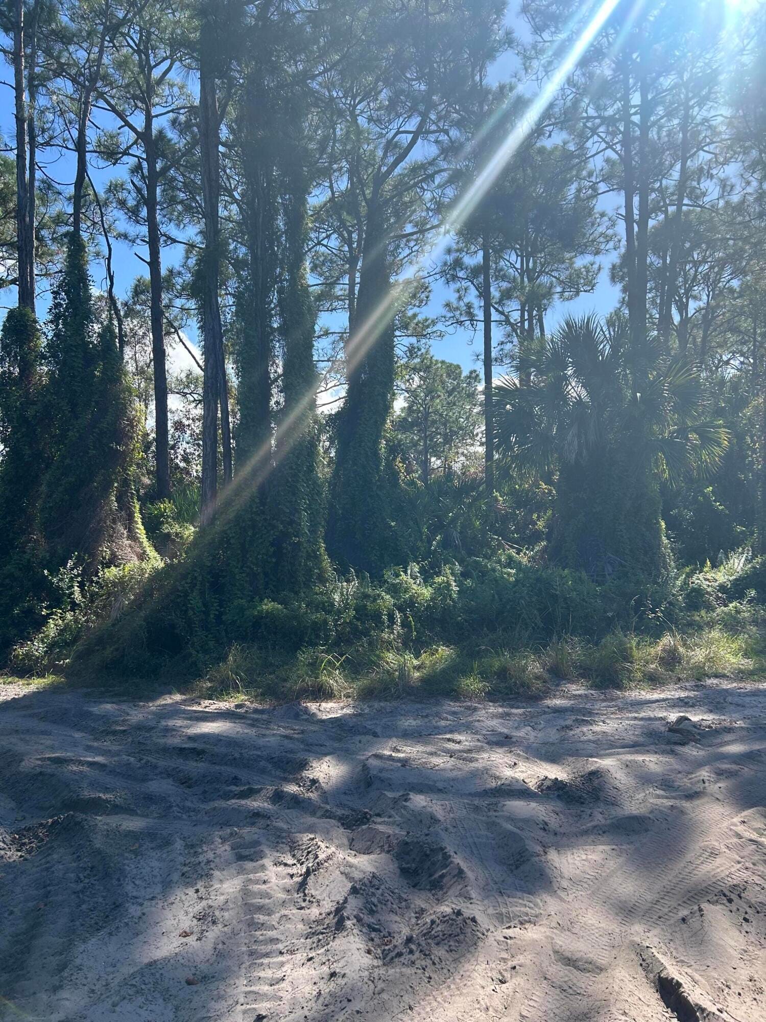 0 Slash Pine Trail — photo 3