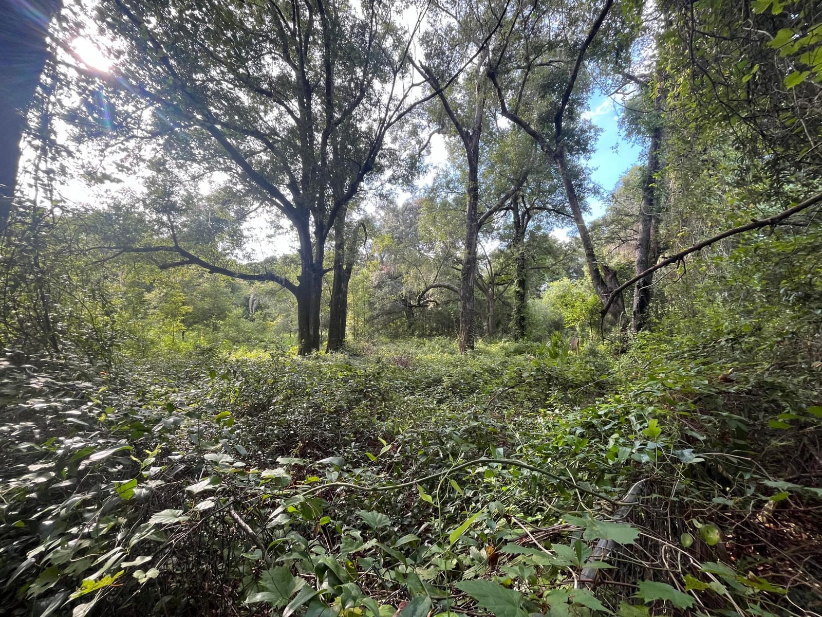 305 Milton Avenue — photo 4