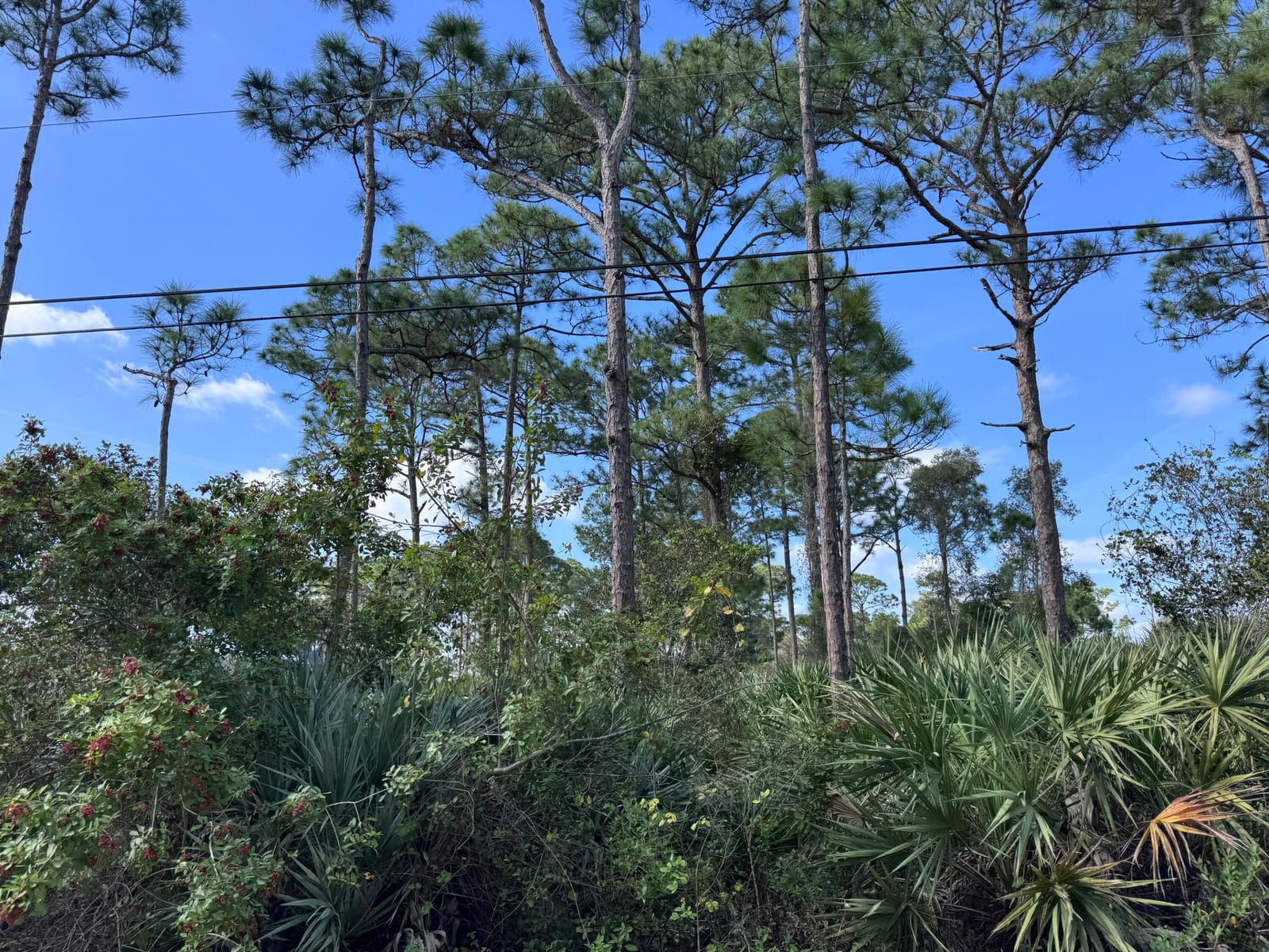 0 Tree Top Trail — photo 3