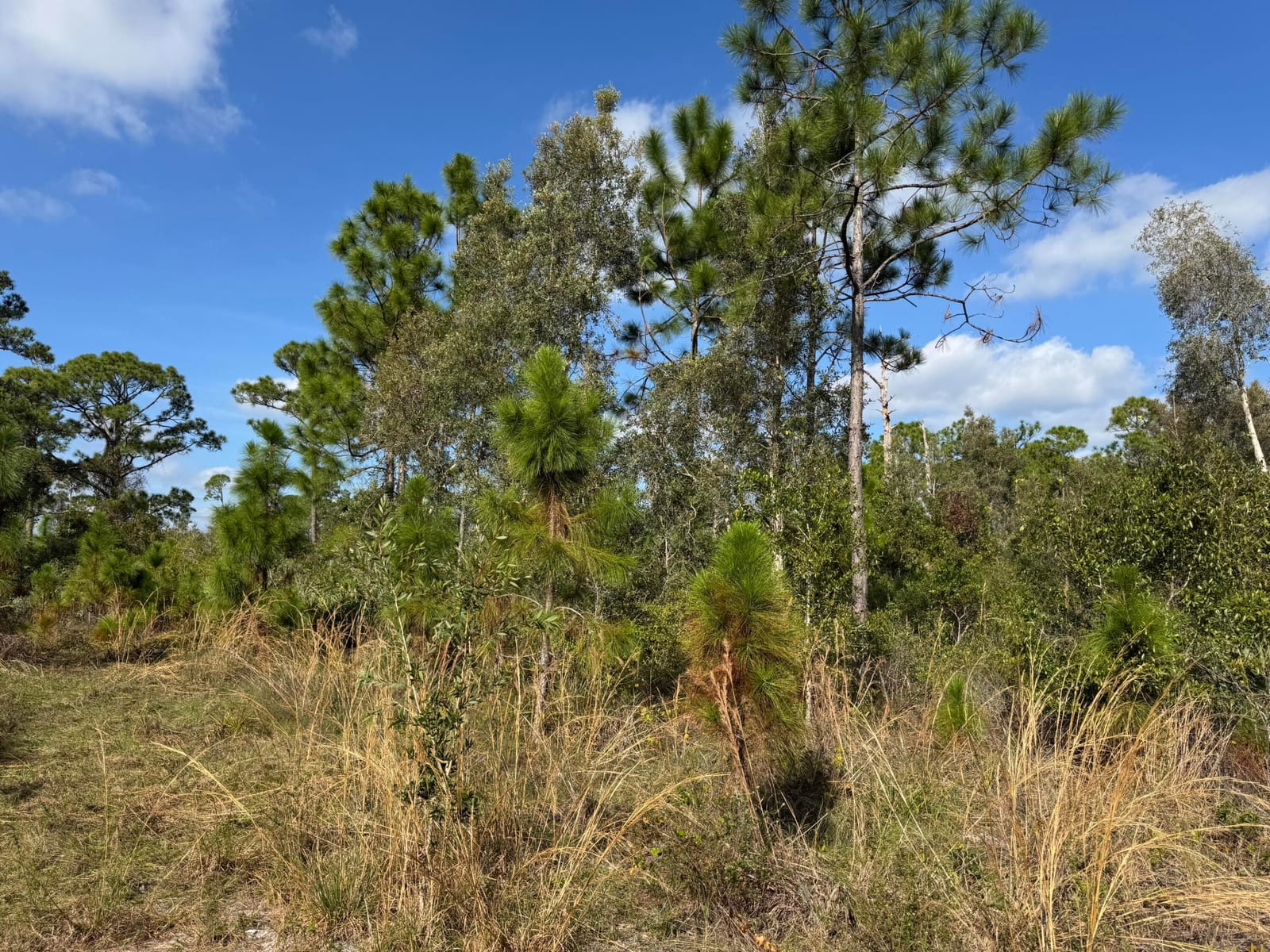 0 Tree Top Trail — photo 4