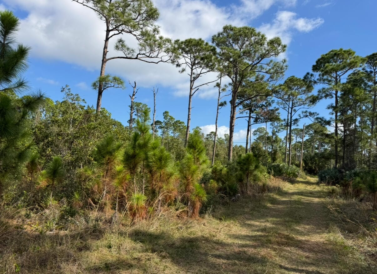 0 Tree Top Trail — photo 5