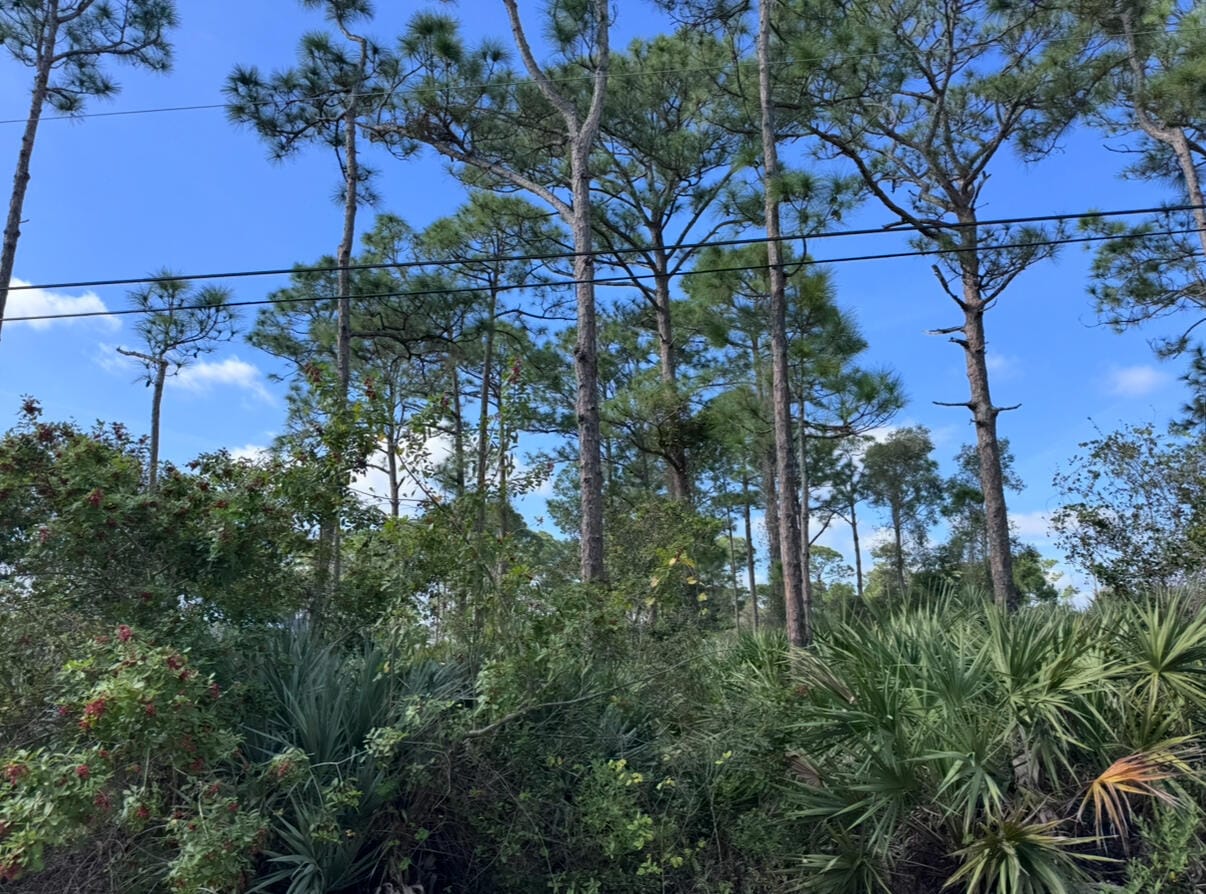 0 Tree Top Trail — photo 7