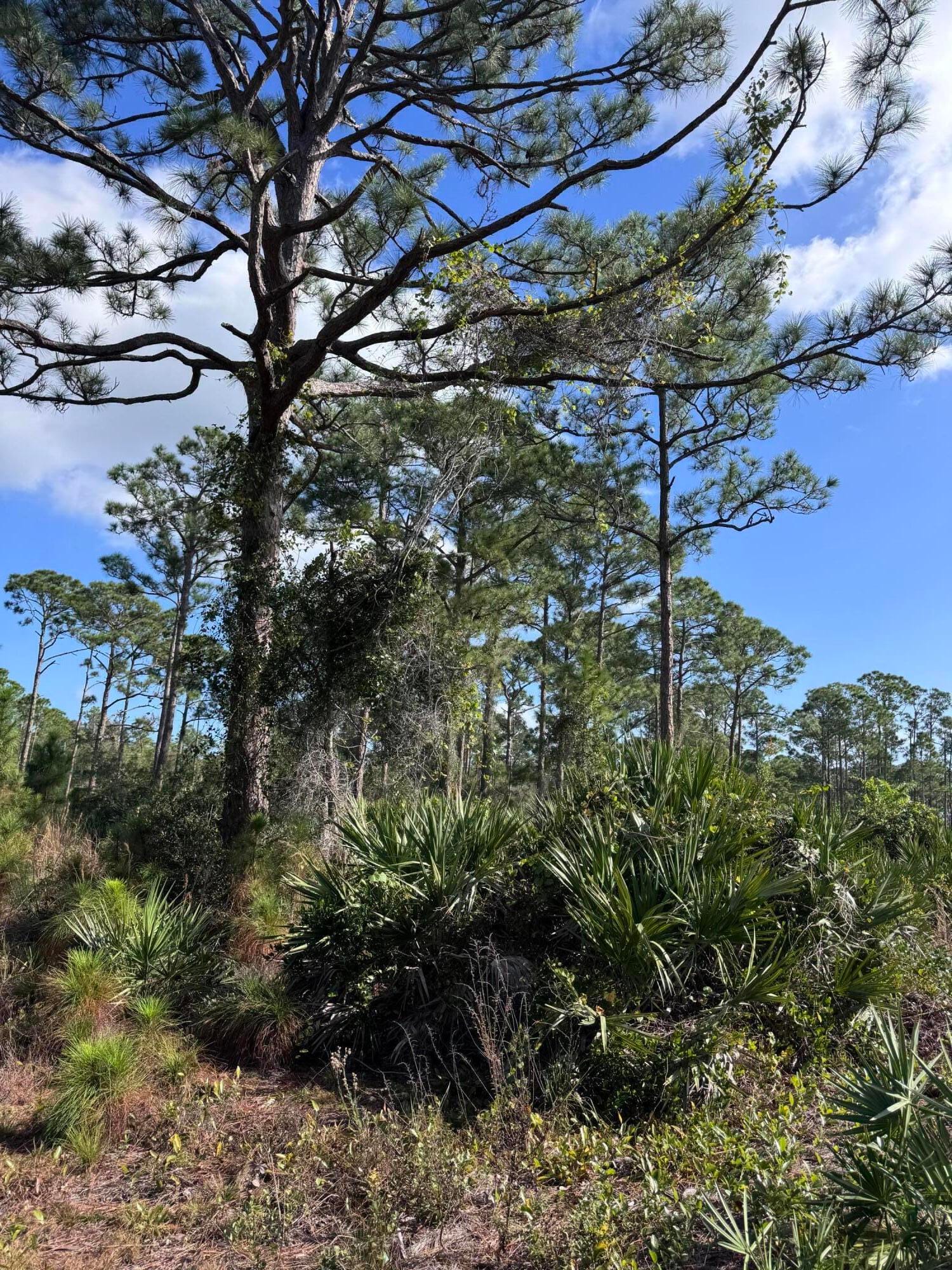 0 Tree Top Trail — photo 8