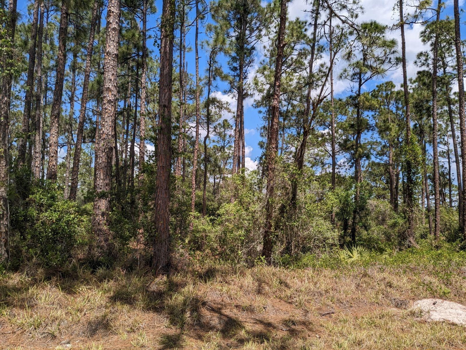 430 Apple Blossom Avenue — photo 4