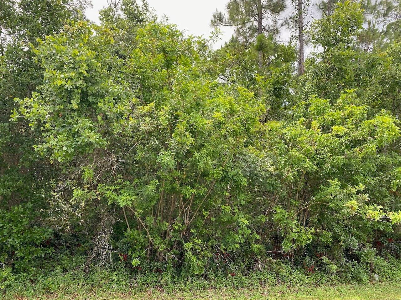 2351 Allamanda Drive — photo 3