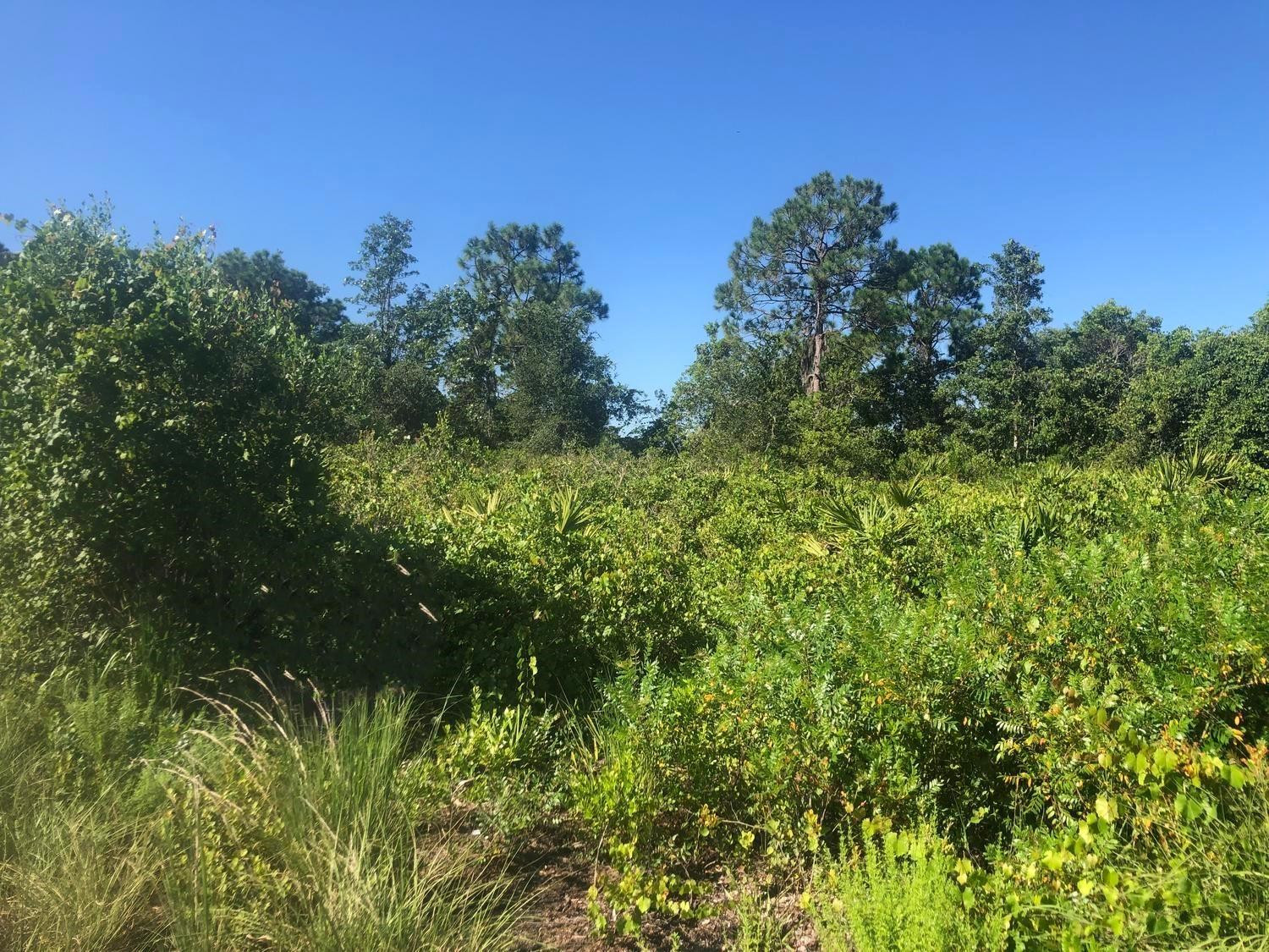 153 Disney Boulevard, Avon Park, FL 33825, Avon Park