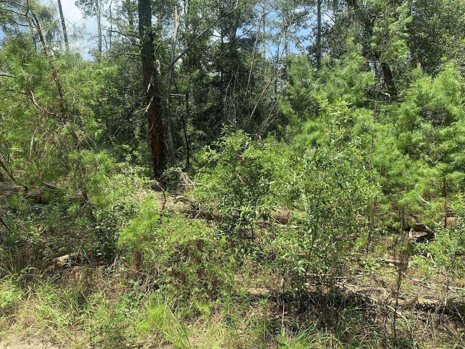 111 New York Avenue, Satsuma, FL 32148, Satsuma