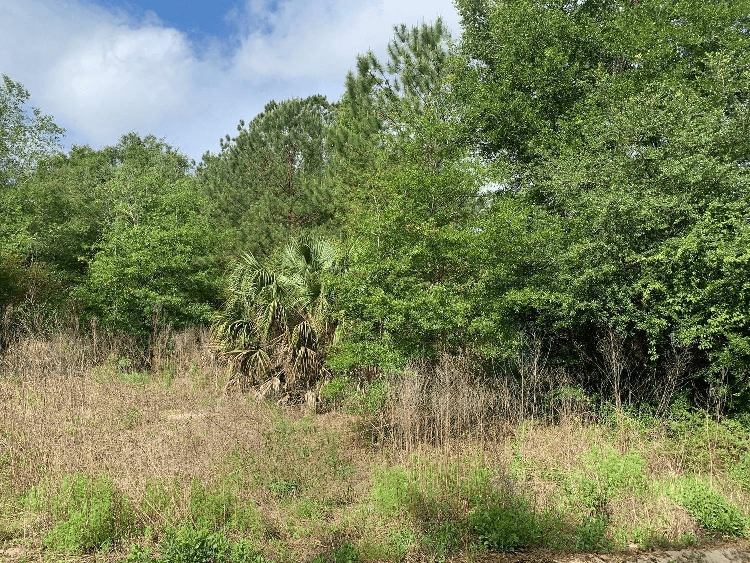 0 Douglas Drive, Interlachen, FL 32148, Interlachen