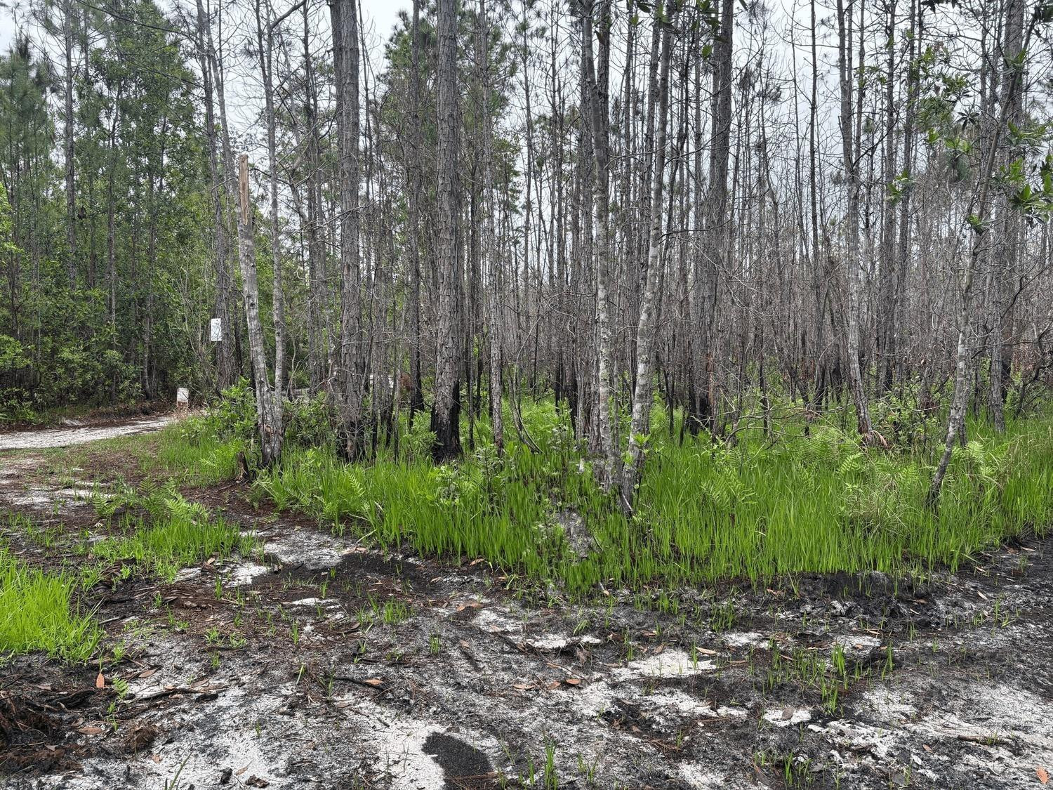 0 Holopaw Groves Road, St. Cloud, FL 34772, St Cloud