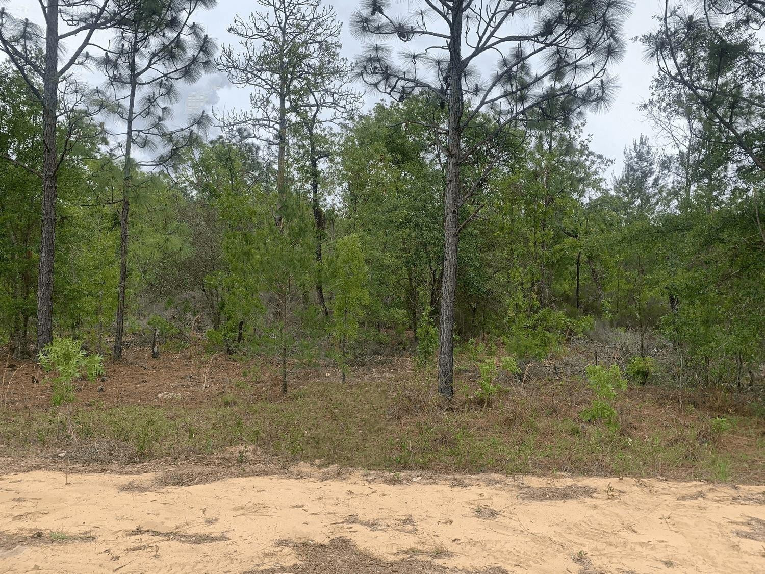 0 May Lane, Interlachen, FL 32148, Interlachen