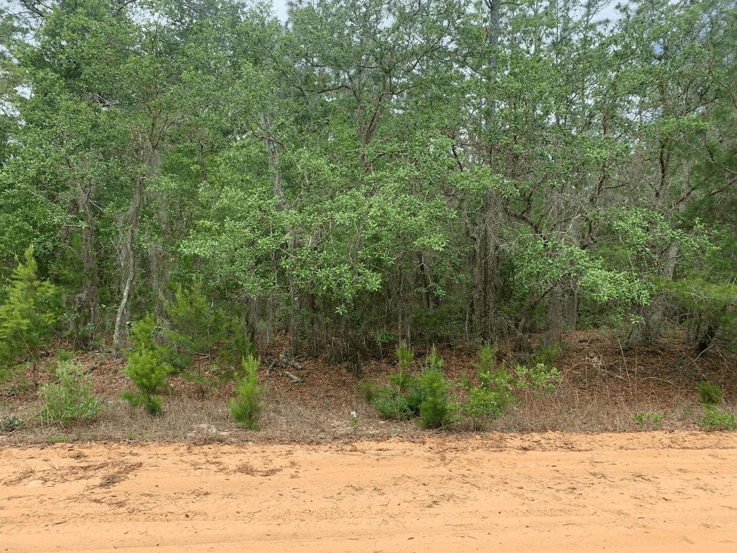 0 David Avenue, Interlachen, FL 32148