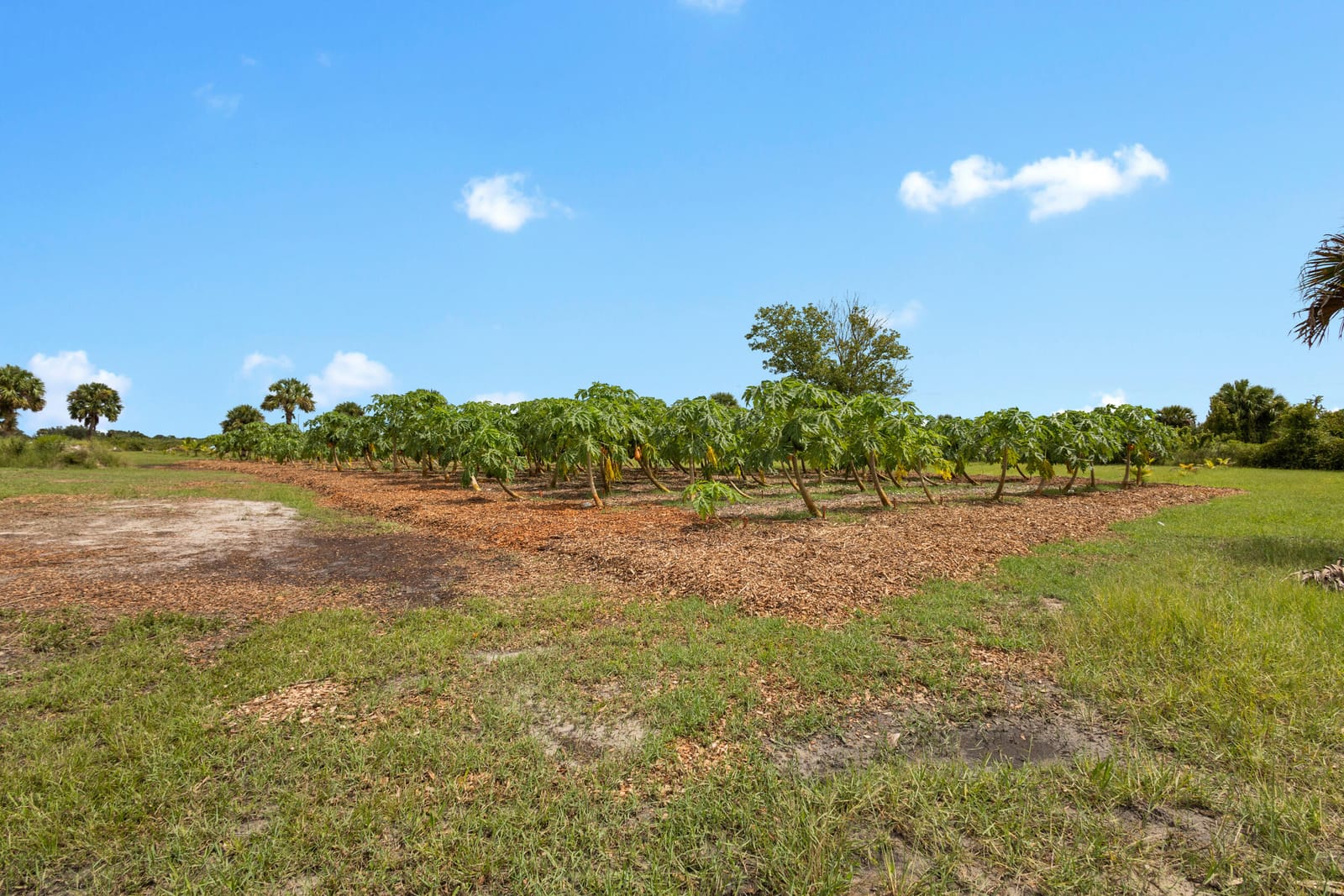 20914 NW 280th Street, Okeechobee, FL 34972 photo 16
