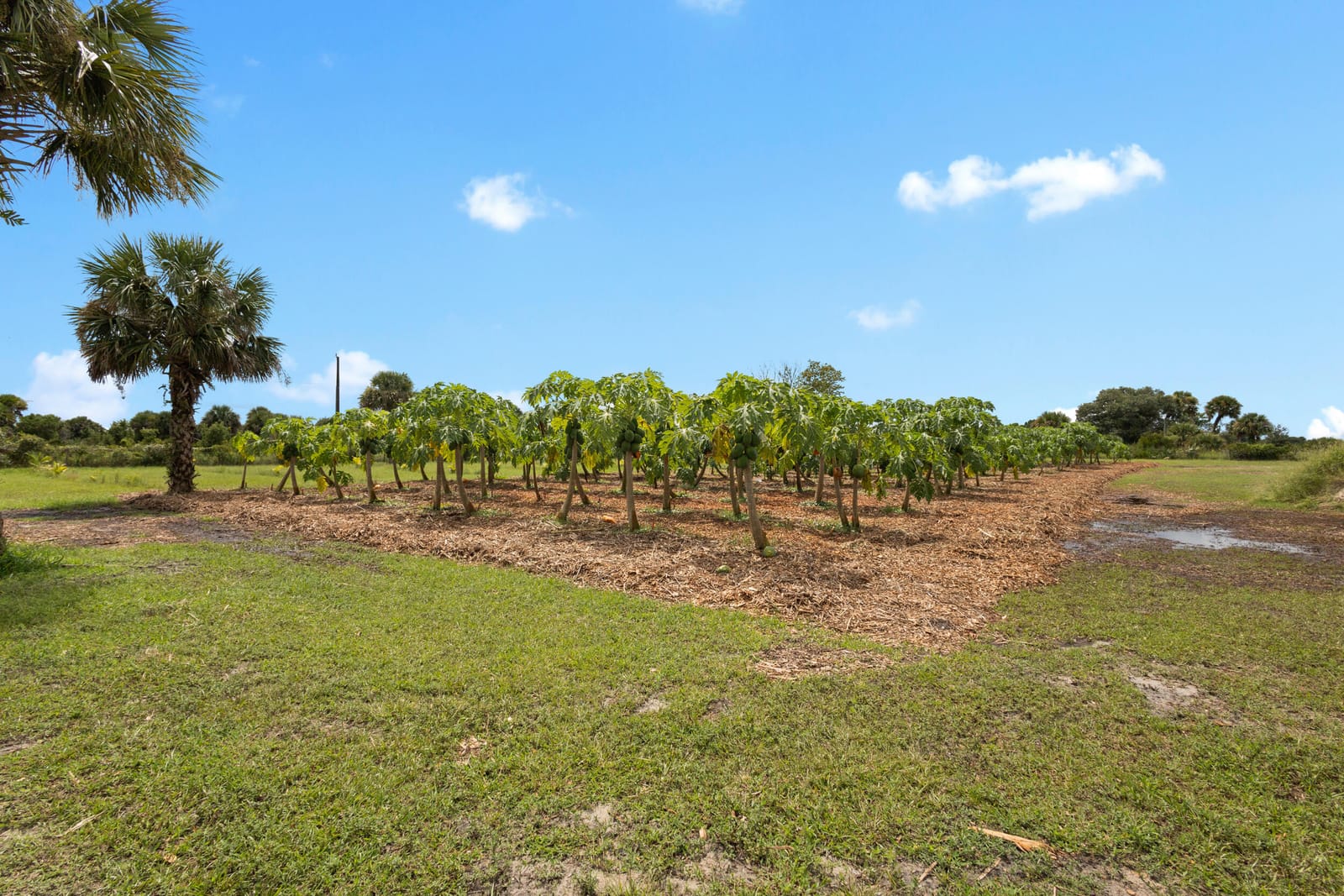 20914 NW 280th Street, Okeechobee, FL 34972 photo 22