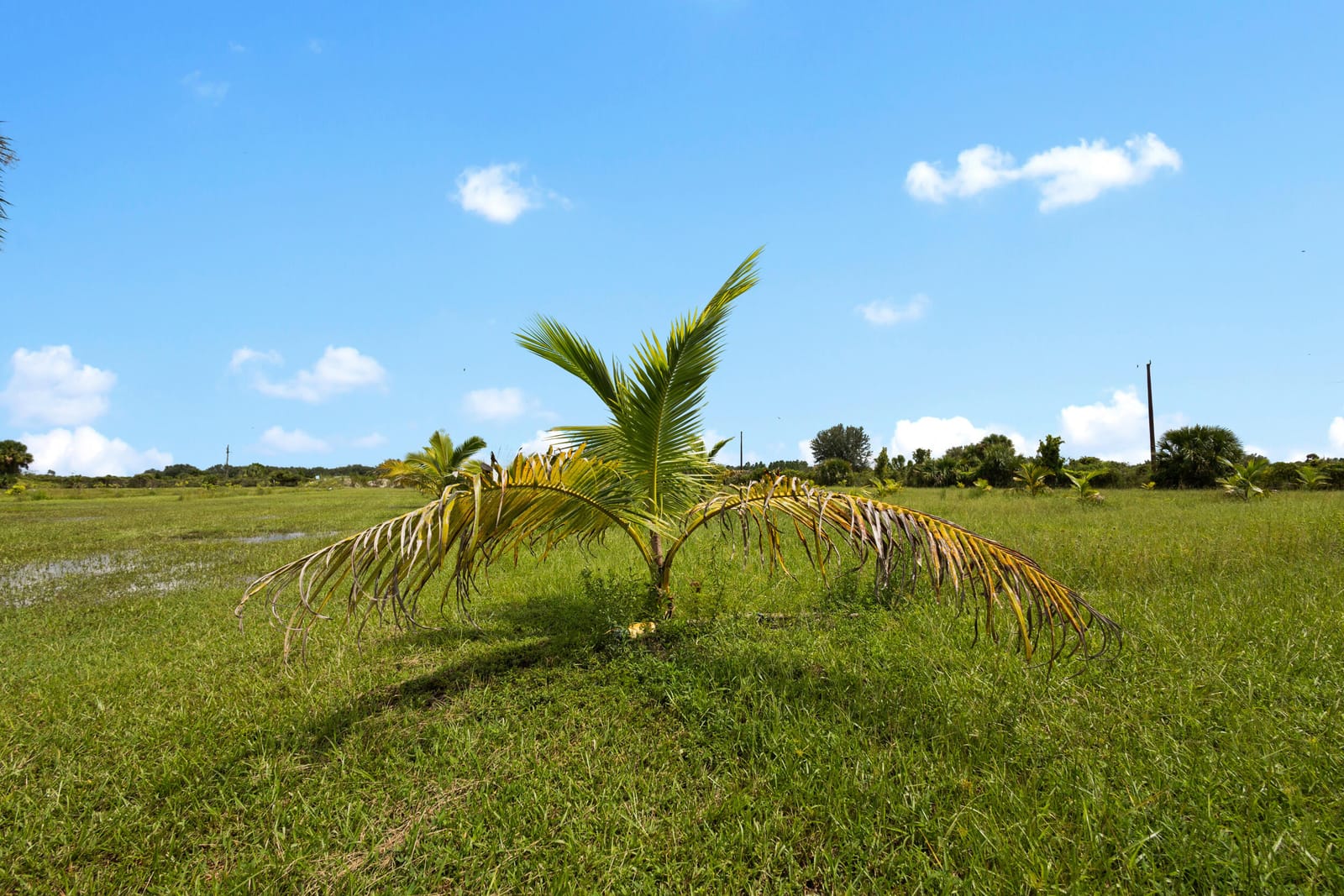 20914 NW 280th Street, Okeechobee, FL 34972 photo 23