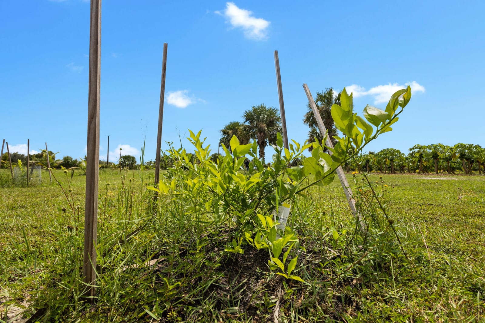 20914 NW 280th Street, Okeechobee, FL 34972 photo 27