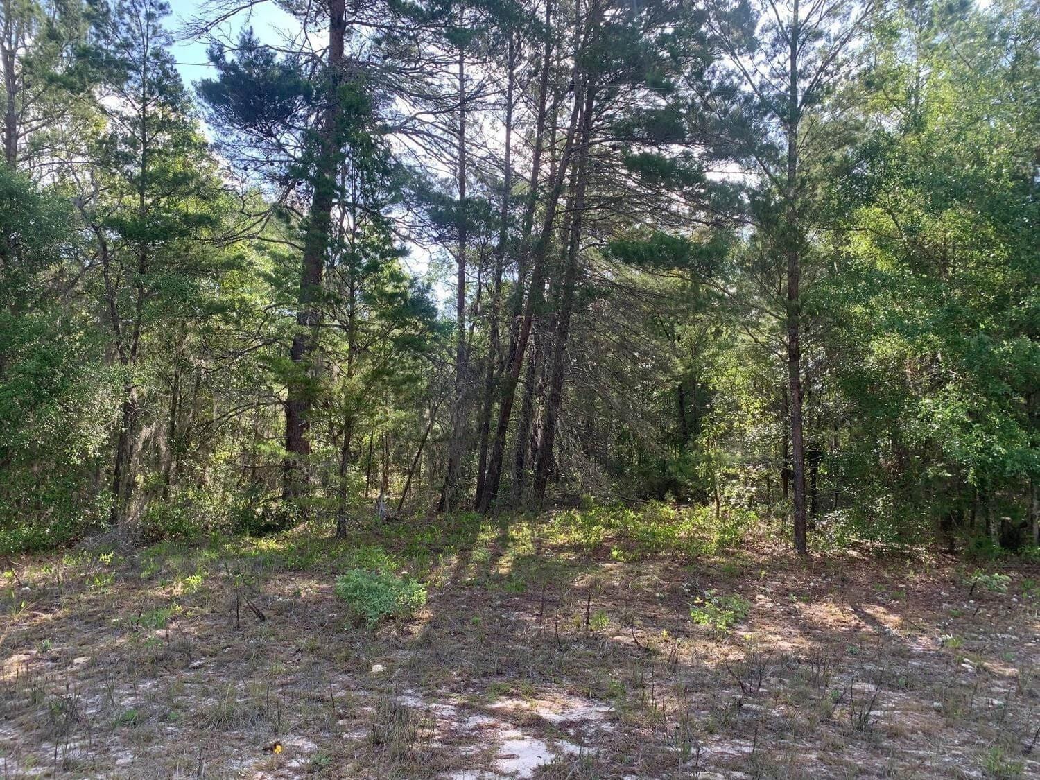 0 Evans Avenue, Interlachen, FL 32148