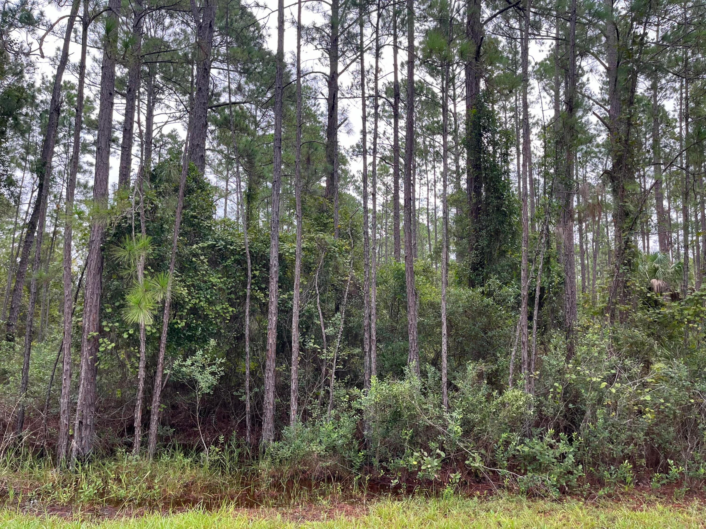 117 Mosswood Street, Georgetown, FL 32139, Georgetown