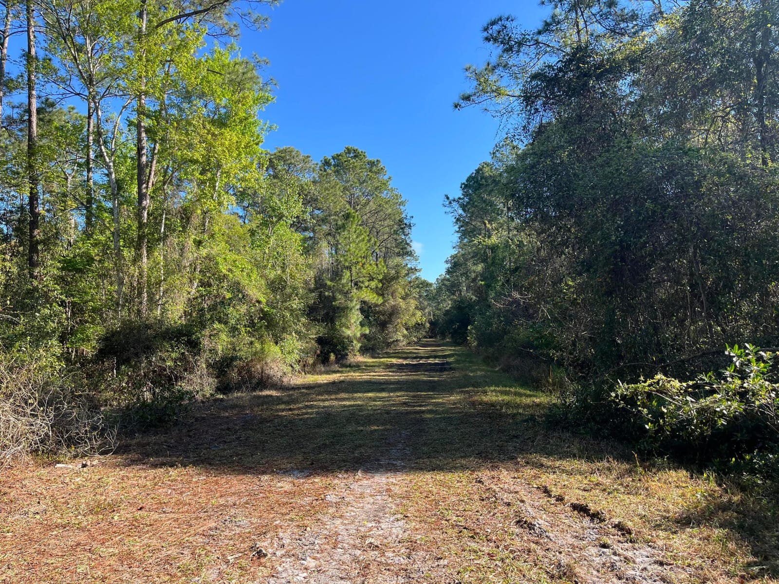208 SE 3rd Street, Georgetown, FL 32139 photo 2