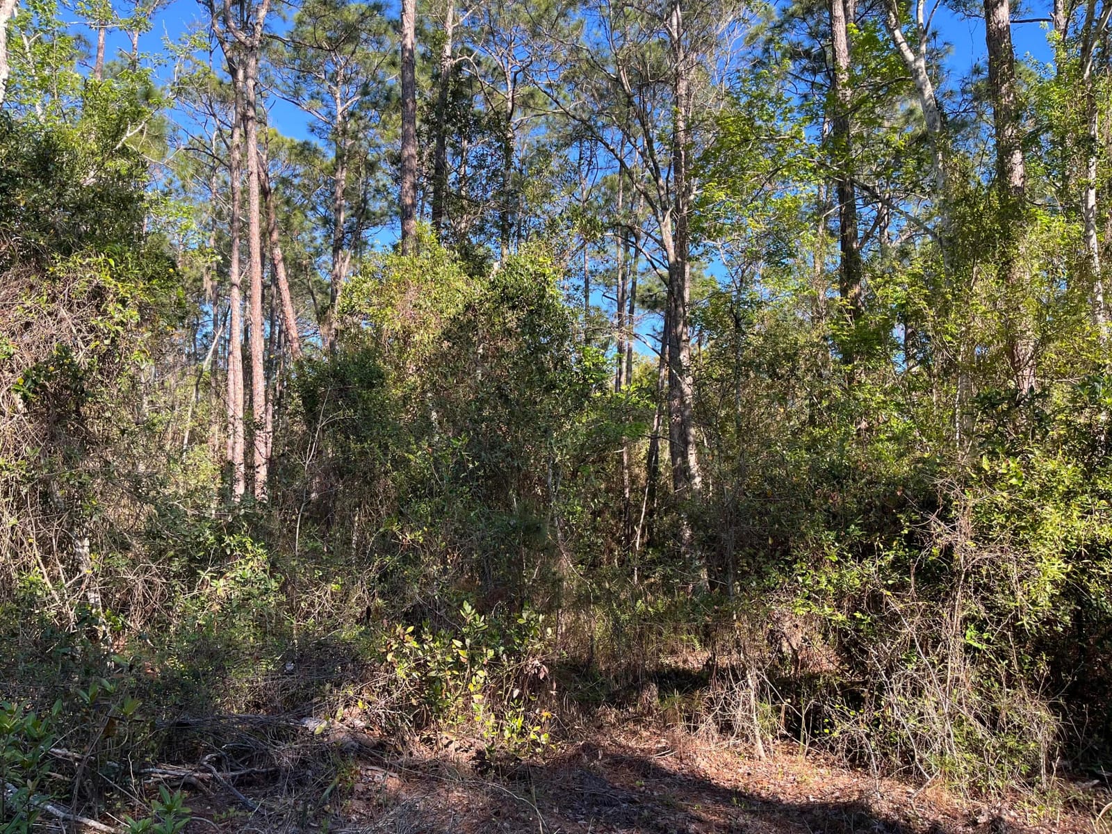 208 SE 3rd Street, Georgetown, FL 32139 photo 3