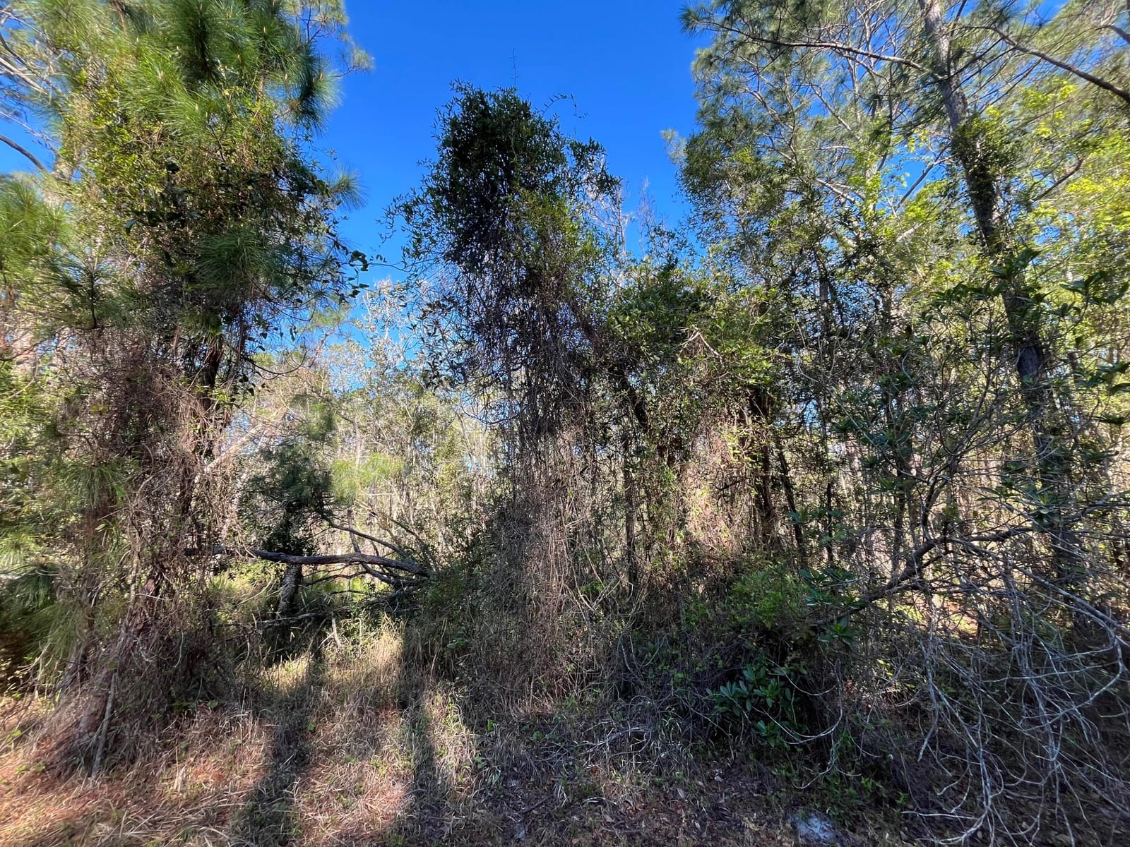 208 SE 3rd Street, Georgetown, FL 32139 photo 5