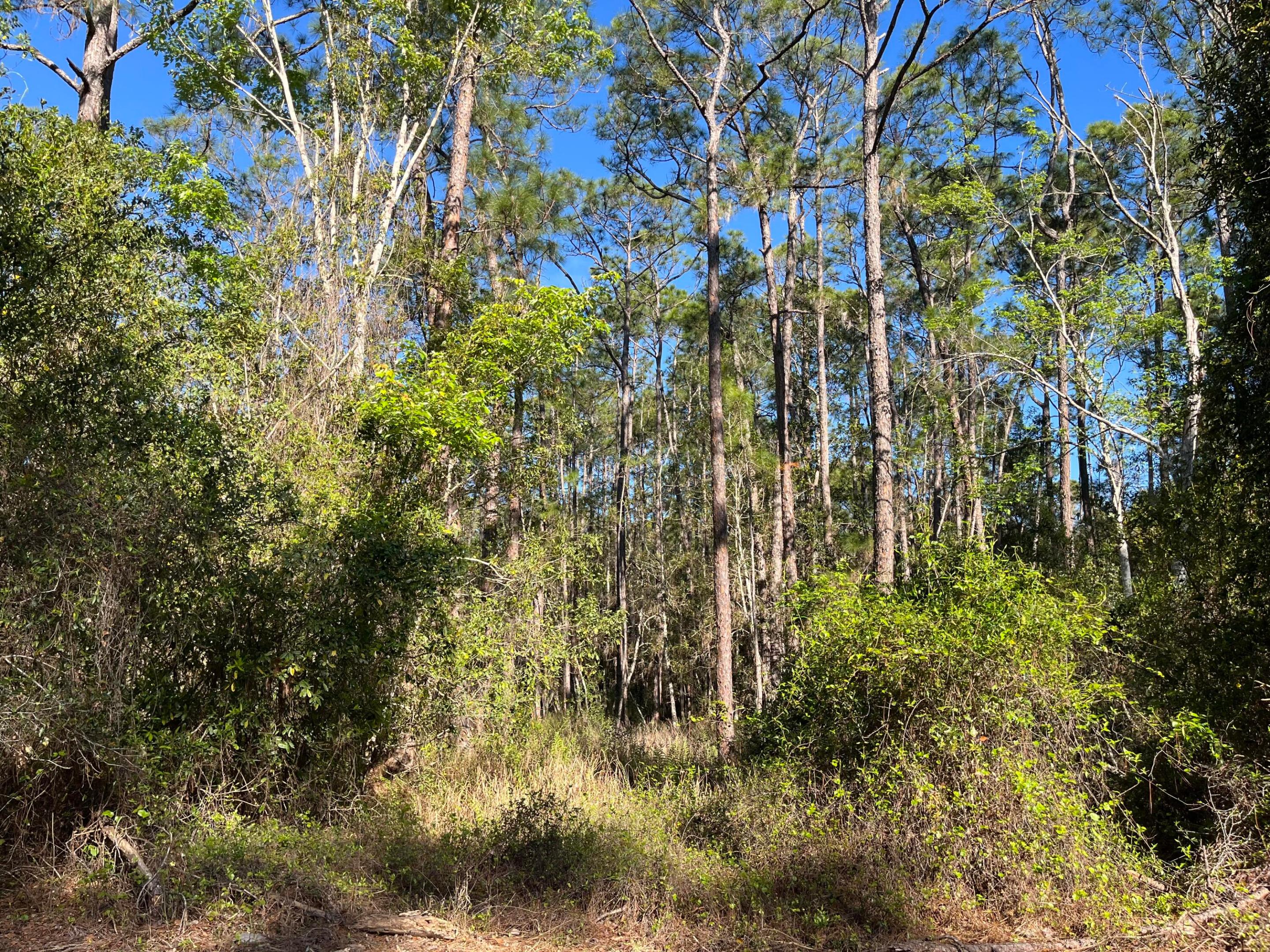 208 SE 3rd Street, Georgetown, FL 32139, Georgetown