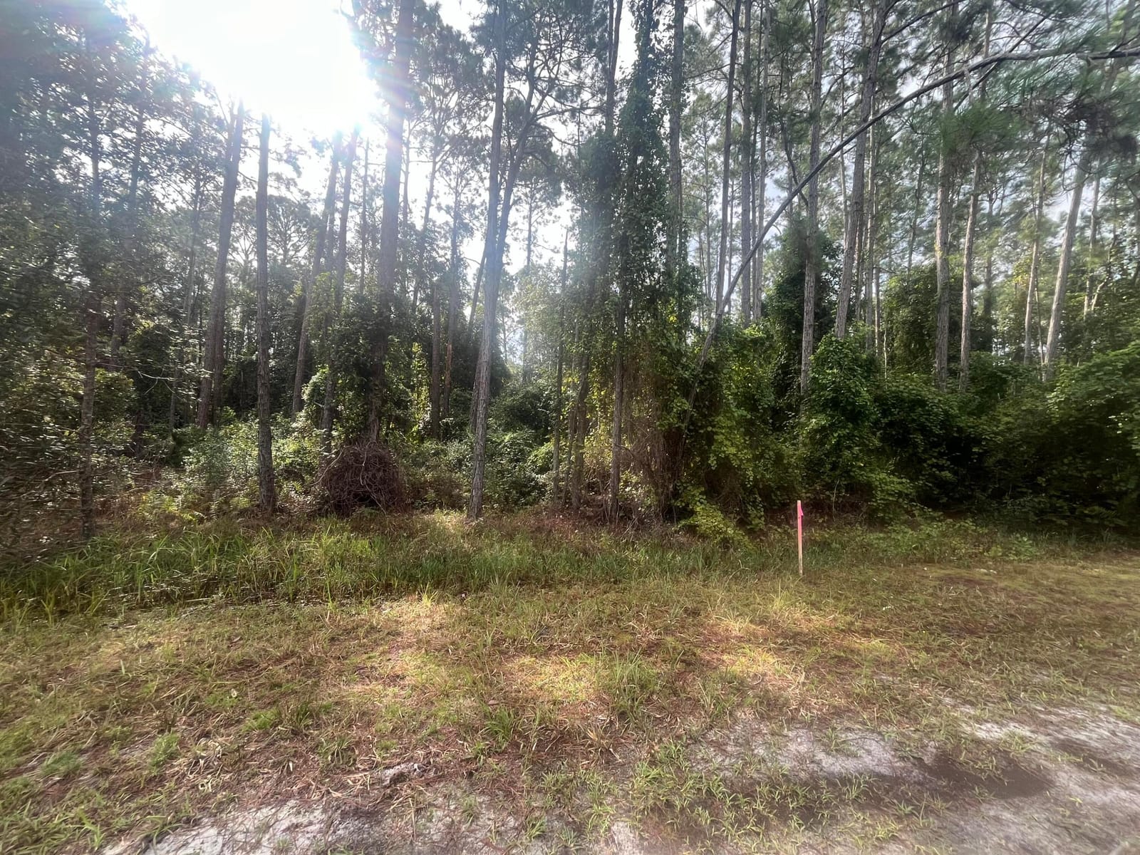 223 SE 2nd Street, Georgetown, FL 32139 photo 2