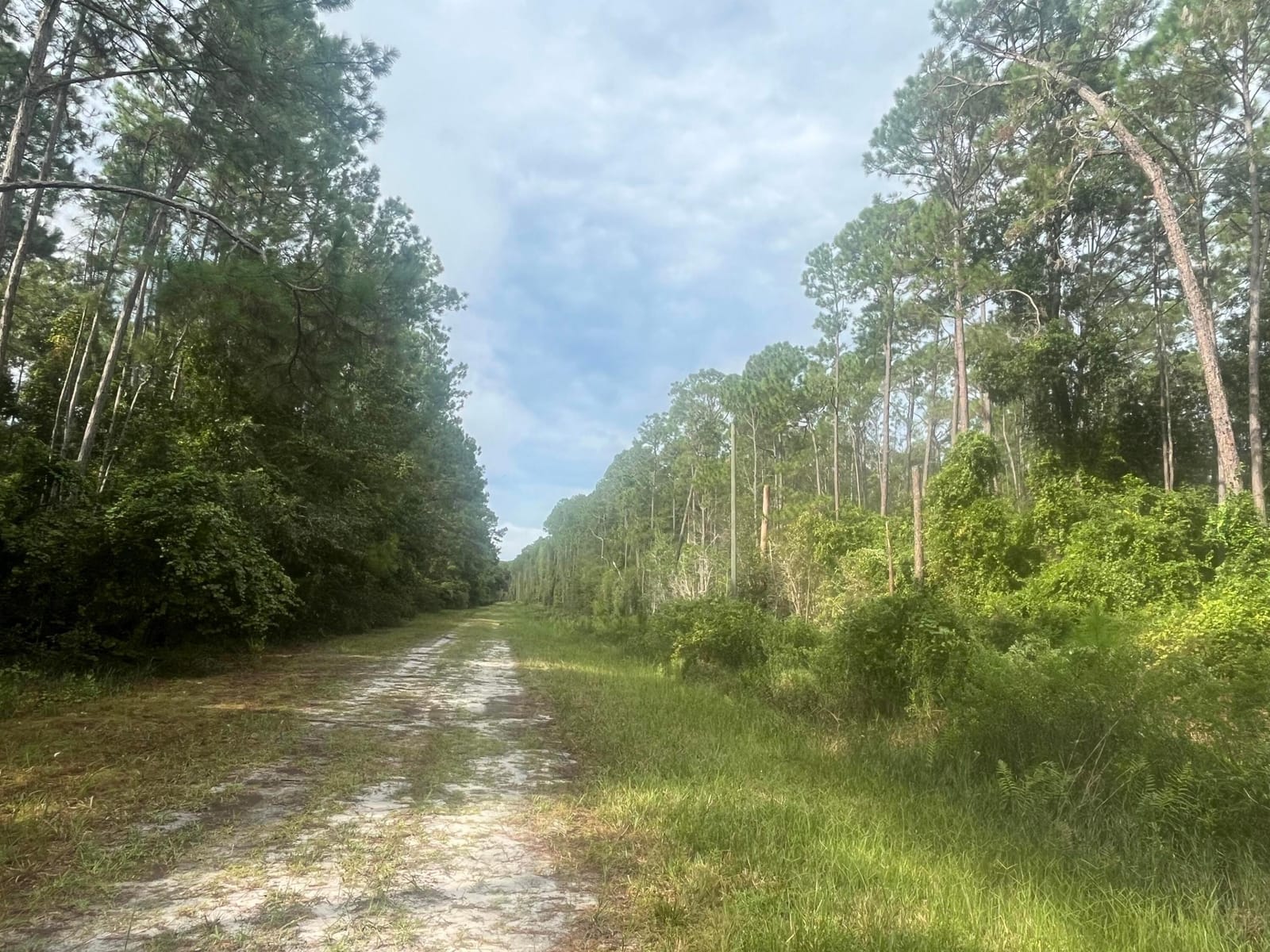 223 SE 2nd Street, Georgetown, FL 32139 photo 4