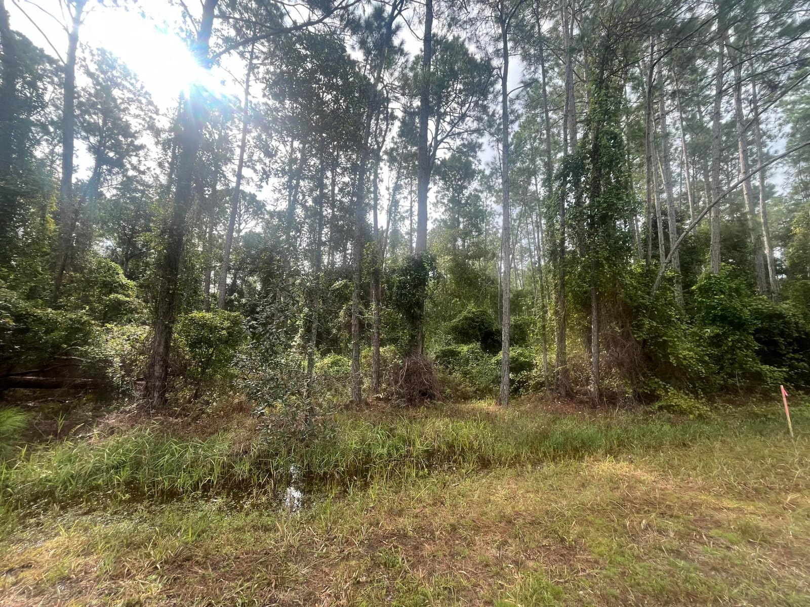 223 SE 2nd Street, Georgetown, FL 32139 photo 5