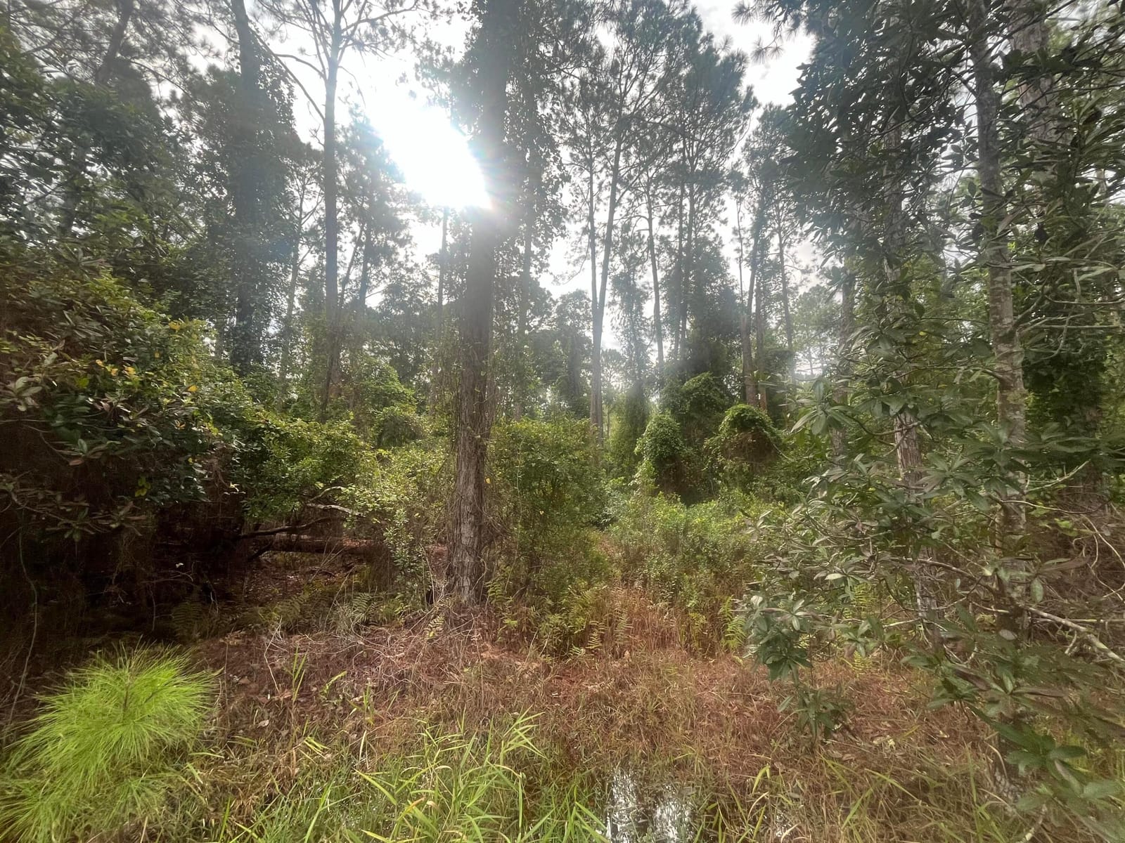 223 SE 2nd Street, Georgetown, FL 32139 photo 6