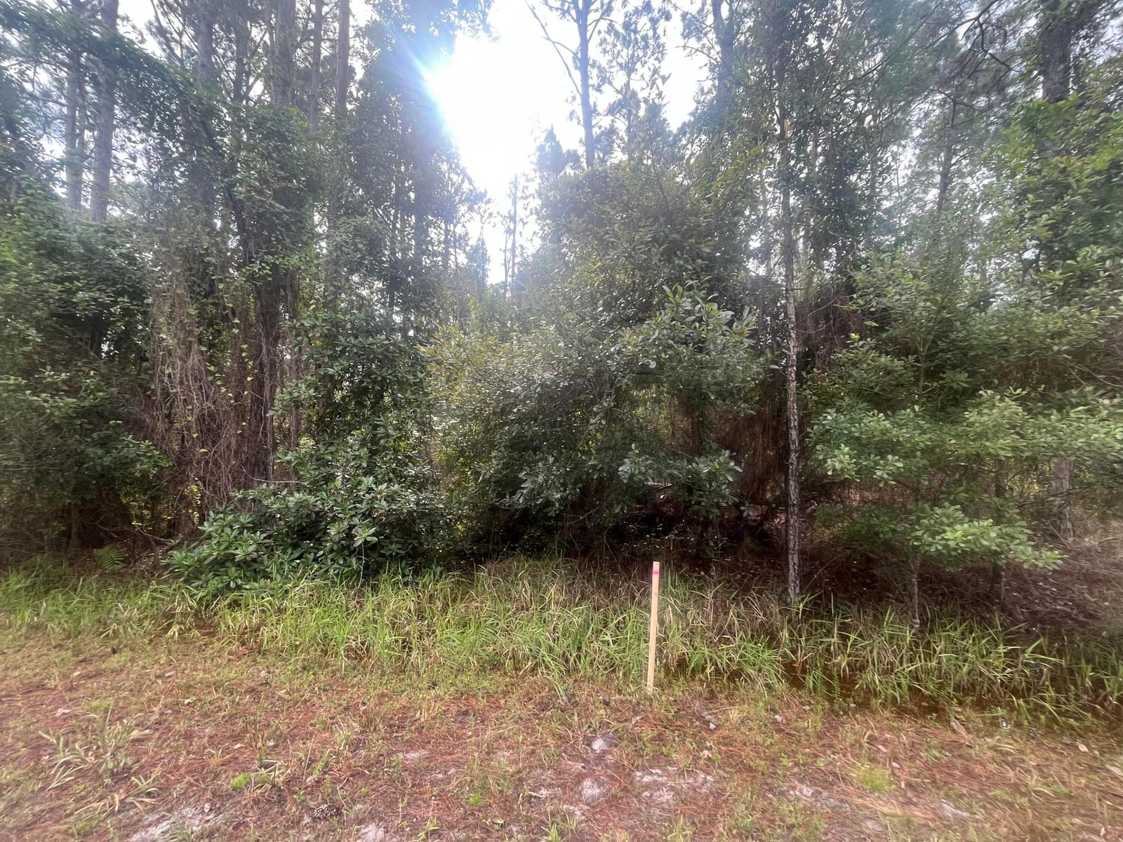 223 SE 2nd Street, Georgetown, FL 32139 photo 7
