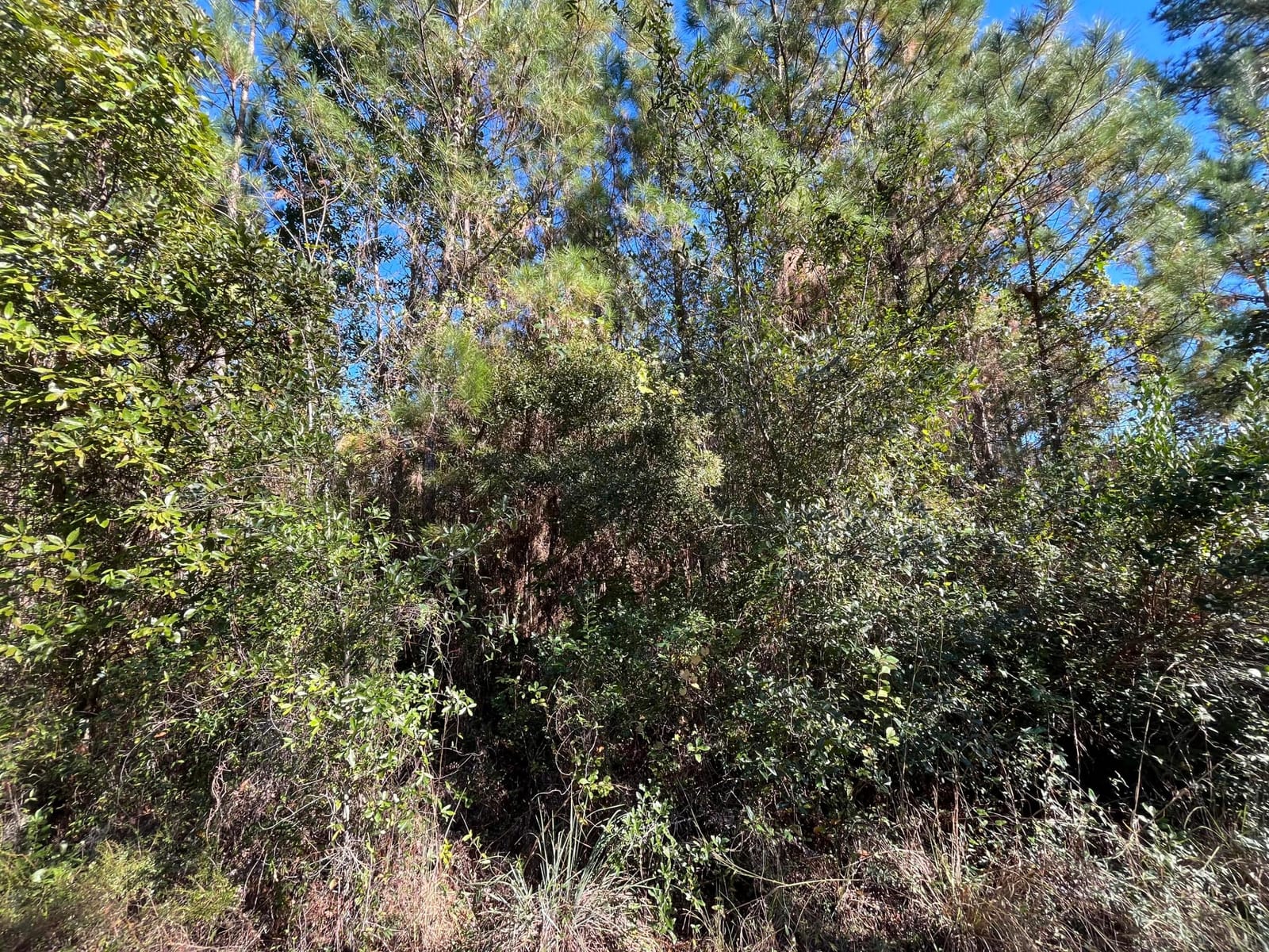 223 Mourning Dove Road — photo 3