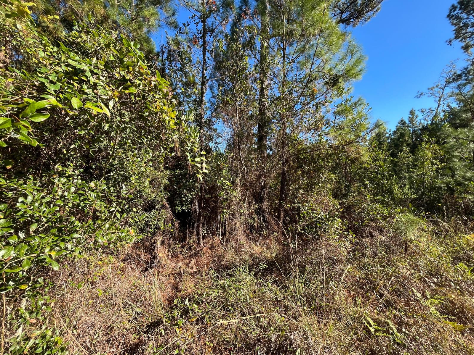 223 Mourning Dove Road — photo 5